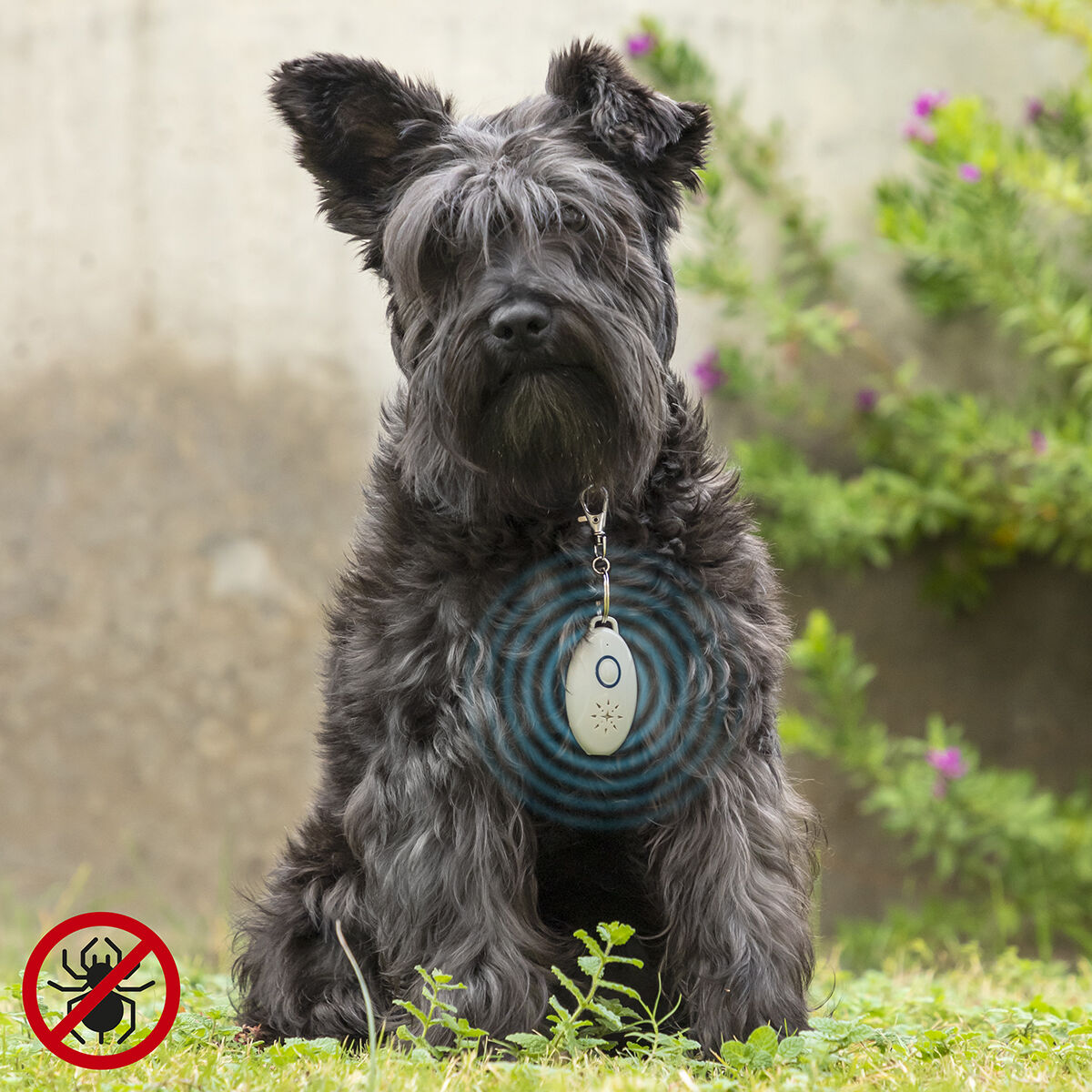 Cane nero con collare e dispositivo sull'erba. Simbolo della zecca rossa vicino.