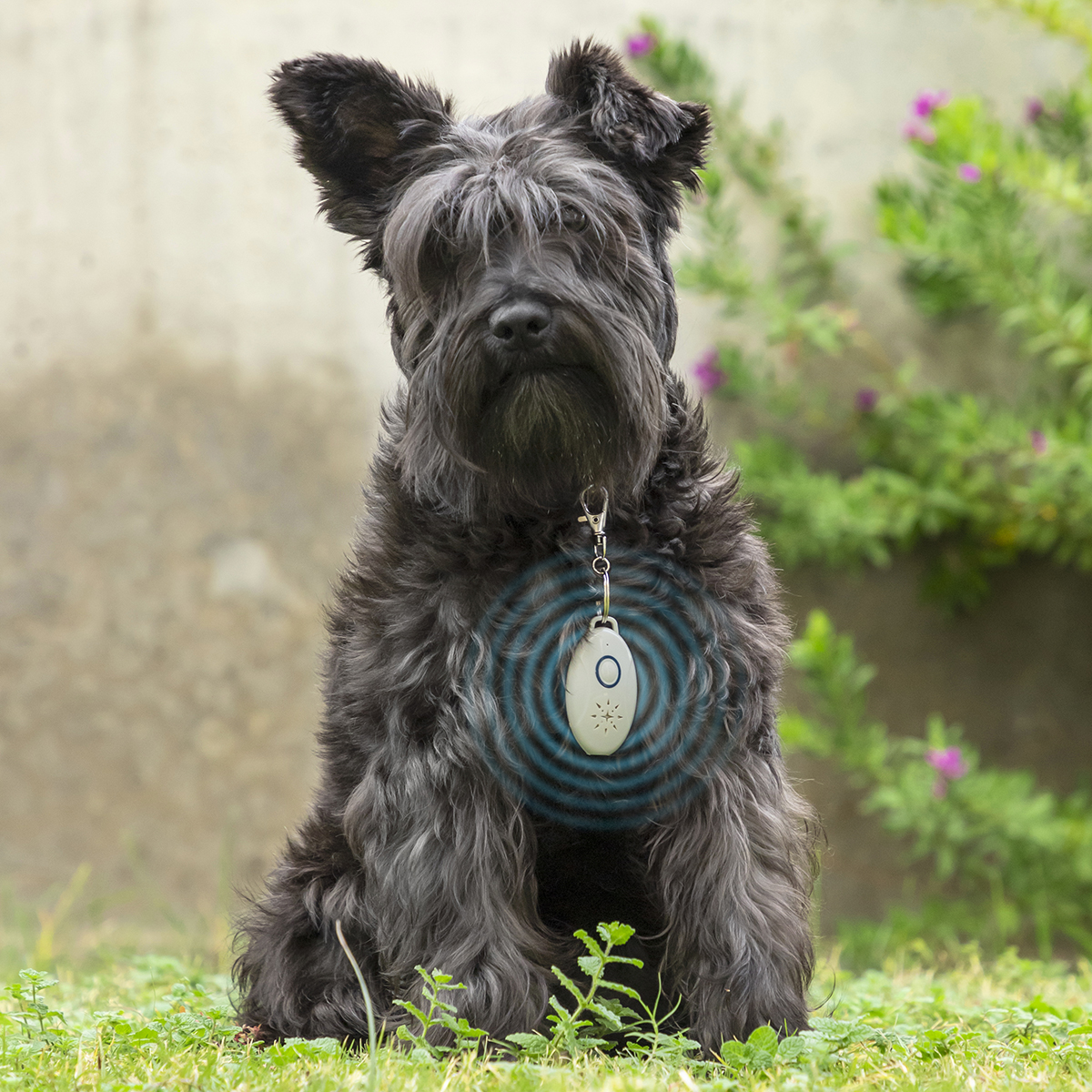 Cane nero con dispositivo di localizzazione e onde di segnale blu sull'erba.
