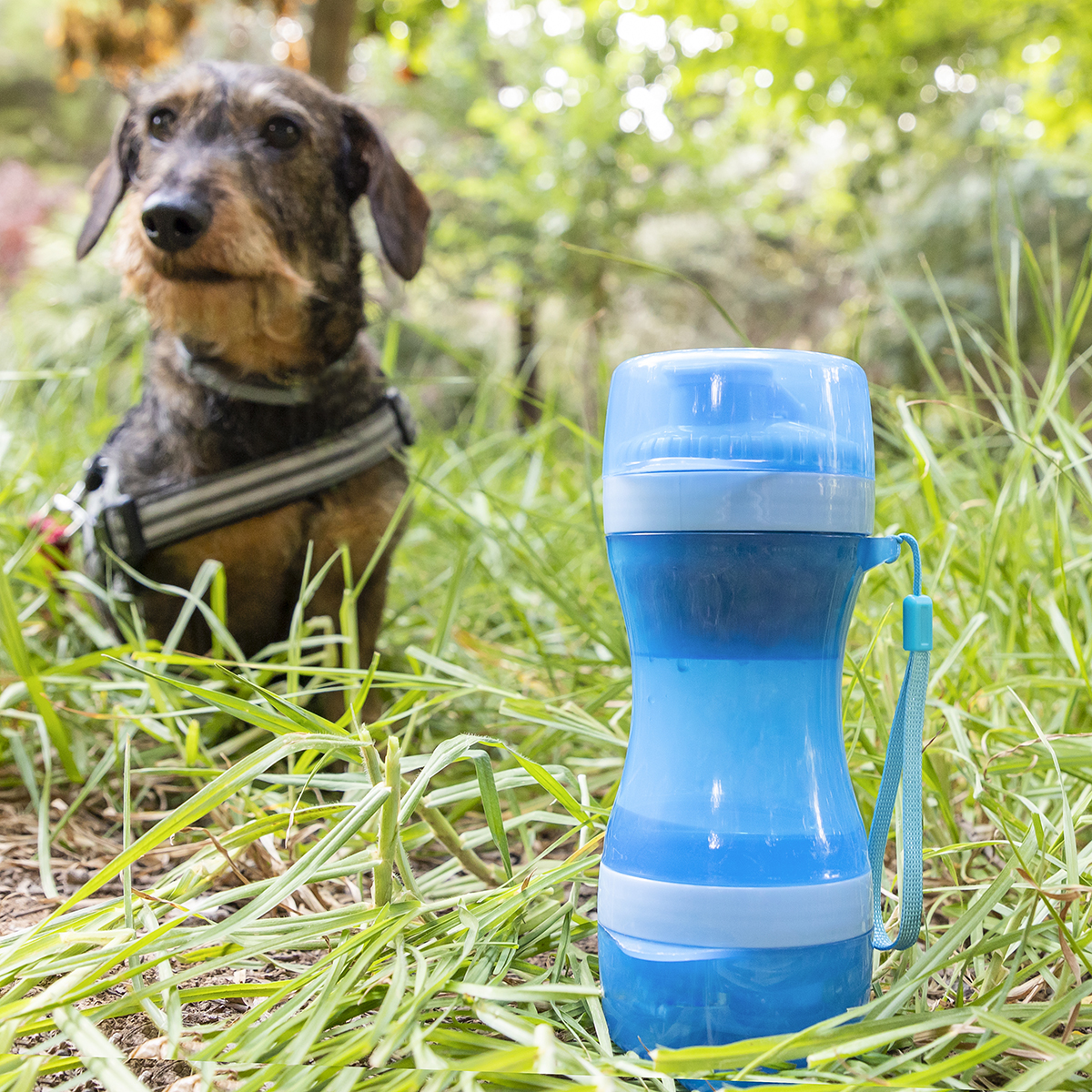 Ein Dackel mit Geschirr blickt zur Kamera, im Vordergrund eine blaue Wasserflasche.