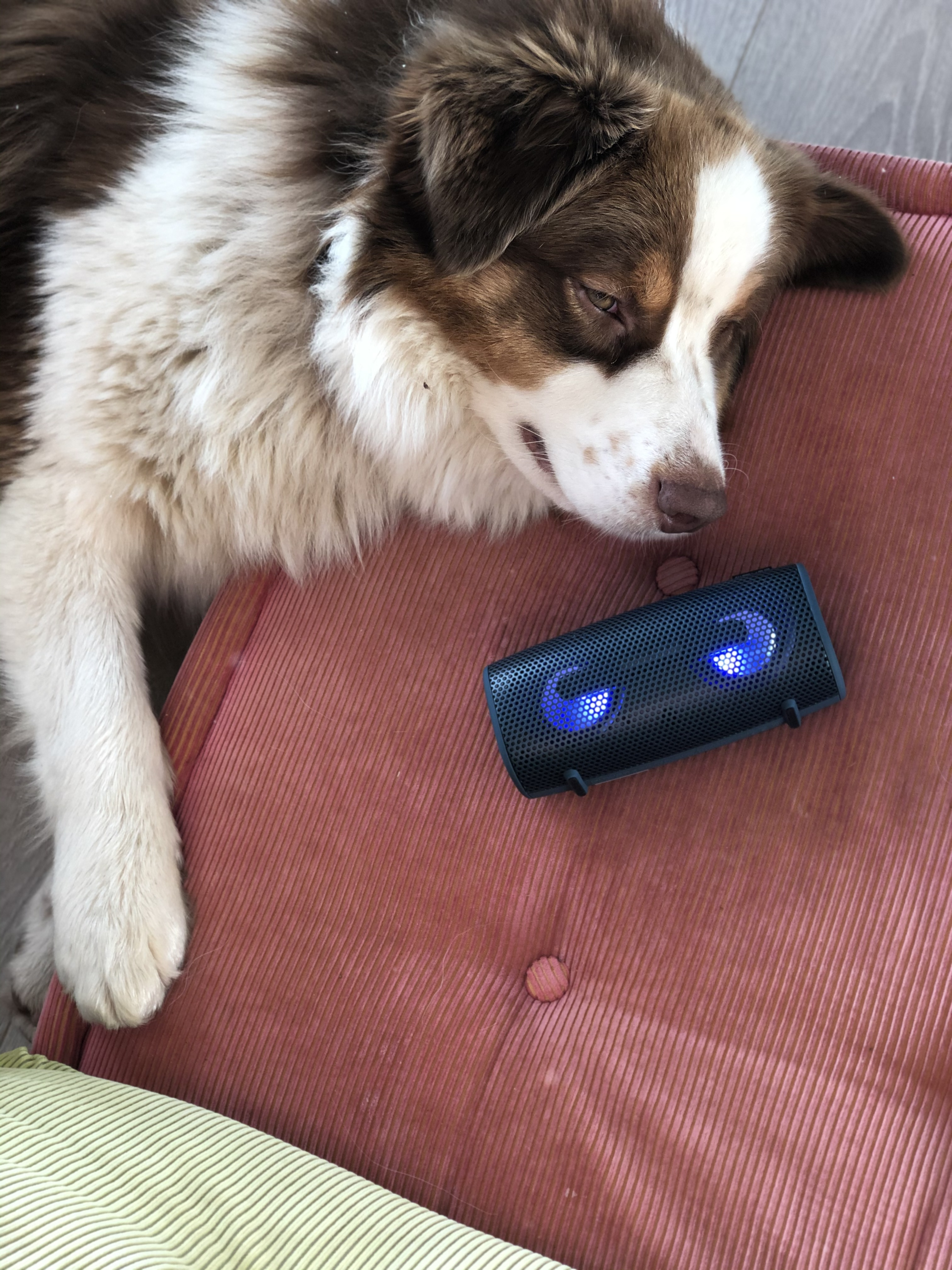 Pies leżący na różowej poduszce z głośnikiem.