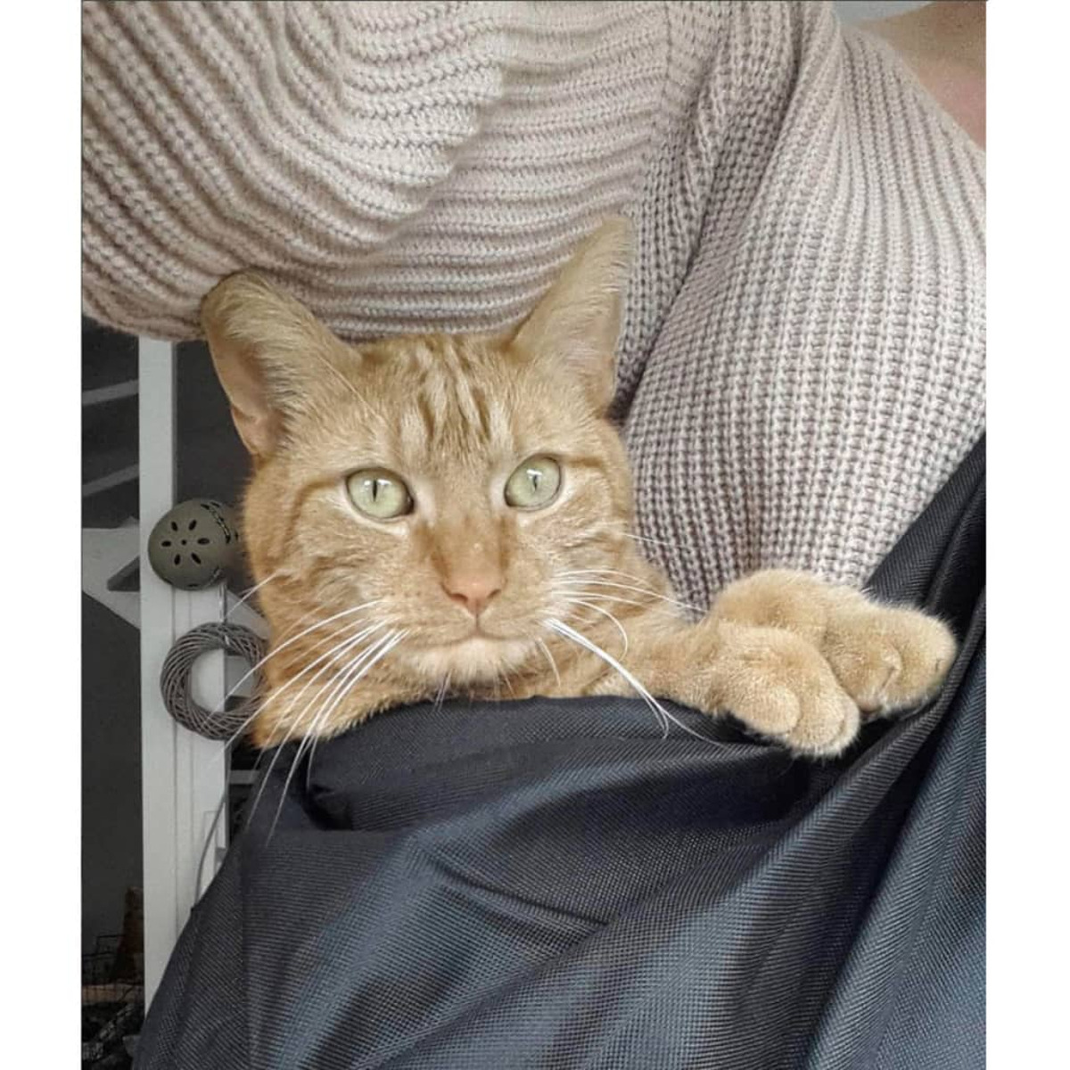 Orange getigerte Katze in einer schwarzen Tasche, gehalten von einer Person in einem beigen Pullover.