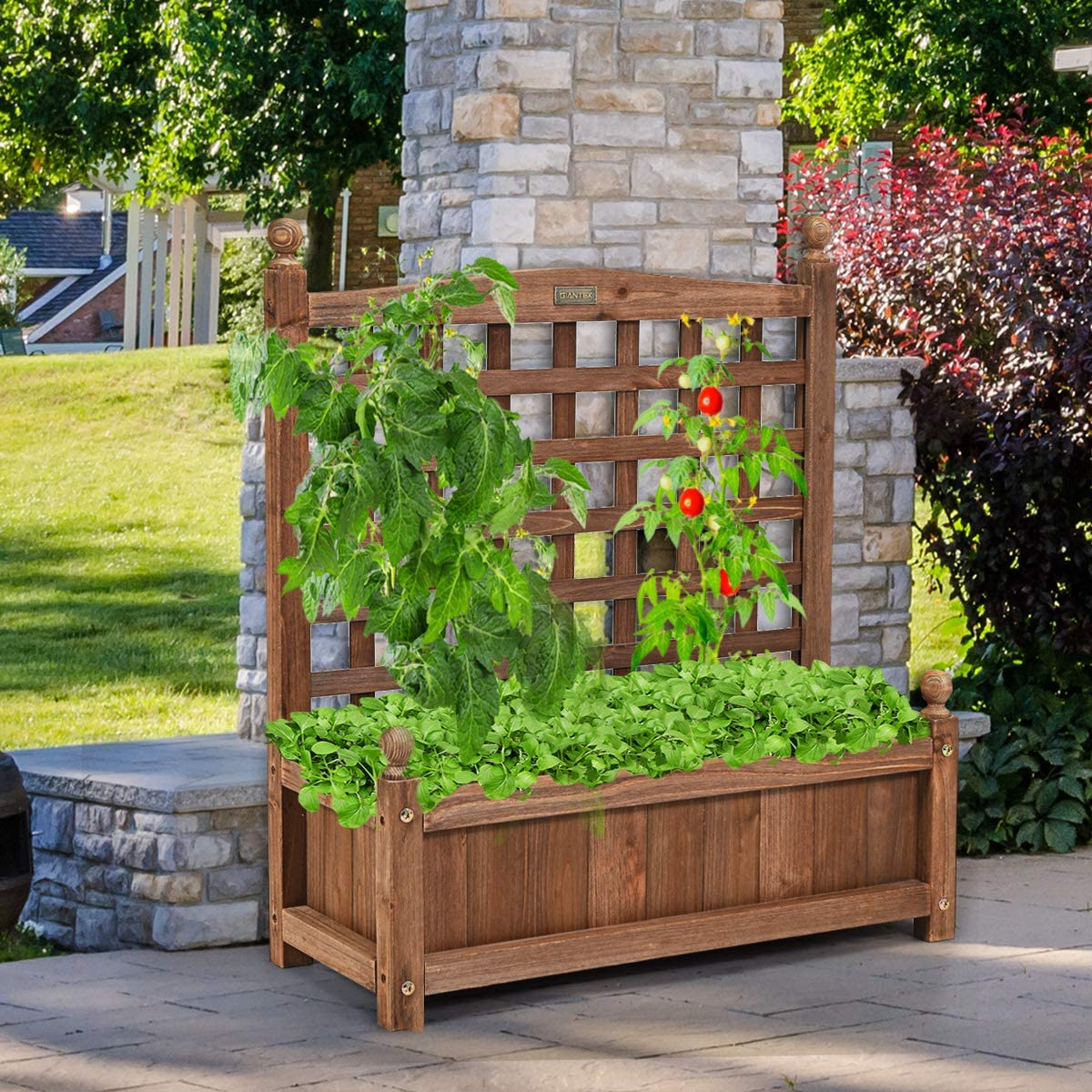 Erhöhtes Beet mit Spalier, Pflanzen und Tomaten auf einer Terrasse.