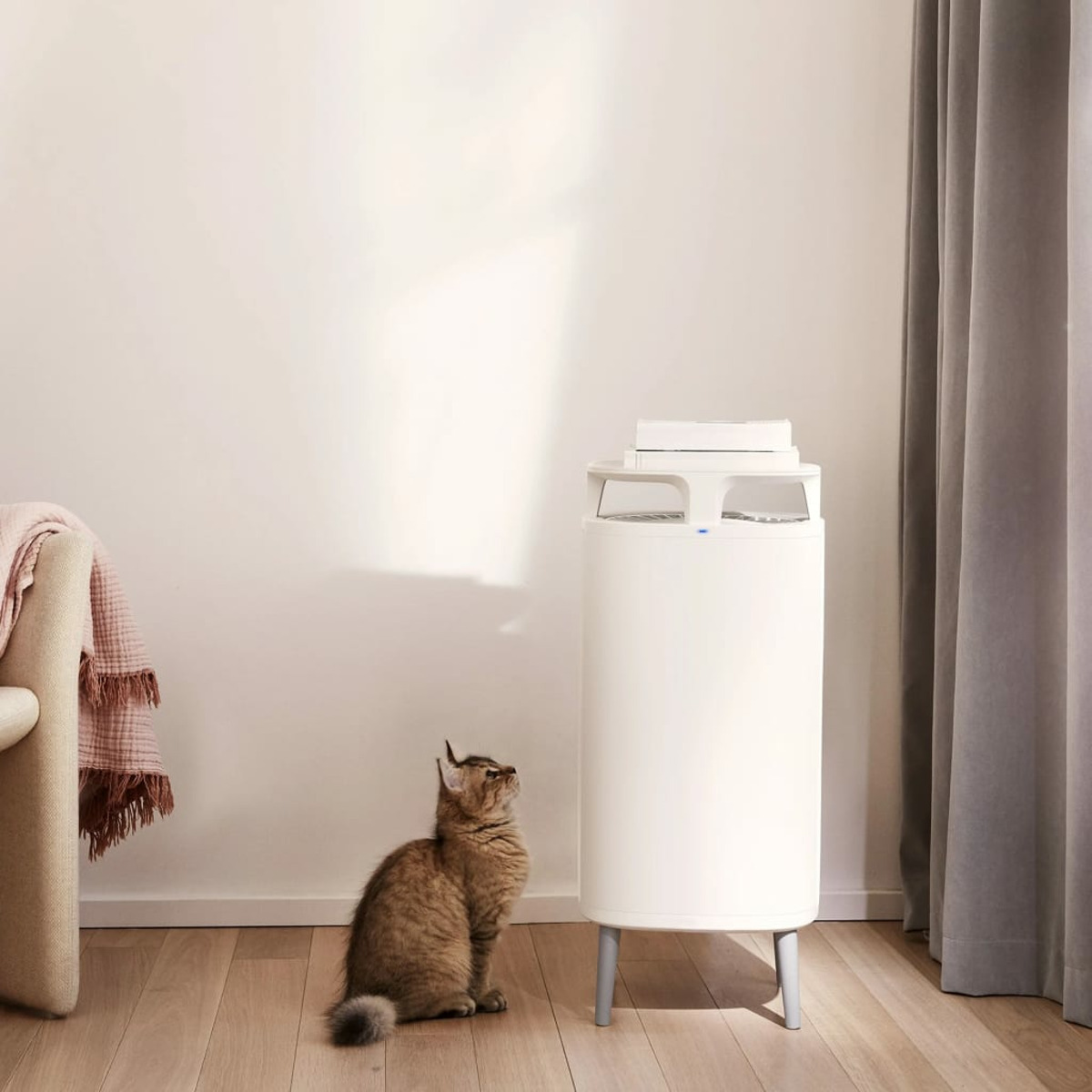 Eine Katze, die einen weißen Insektenvernichter auf einem Holzboden ansieht.