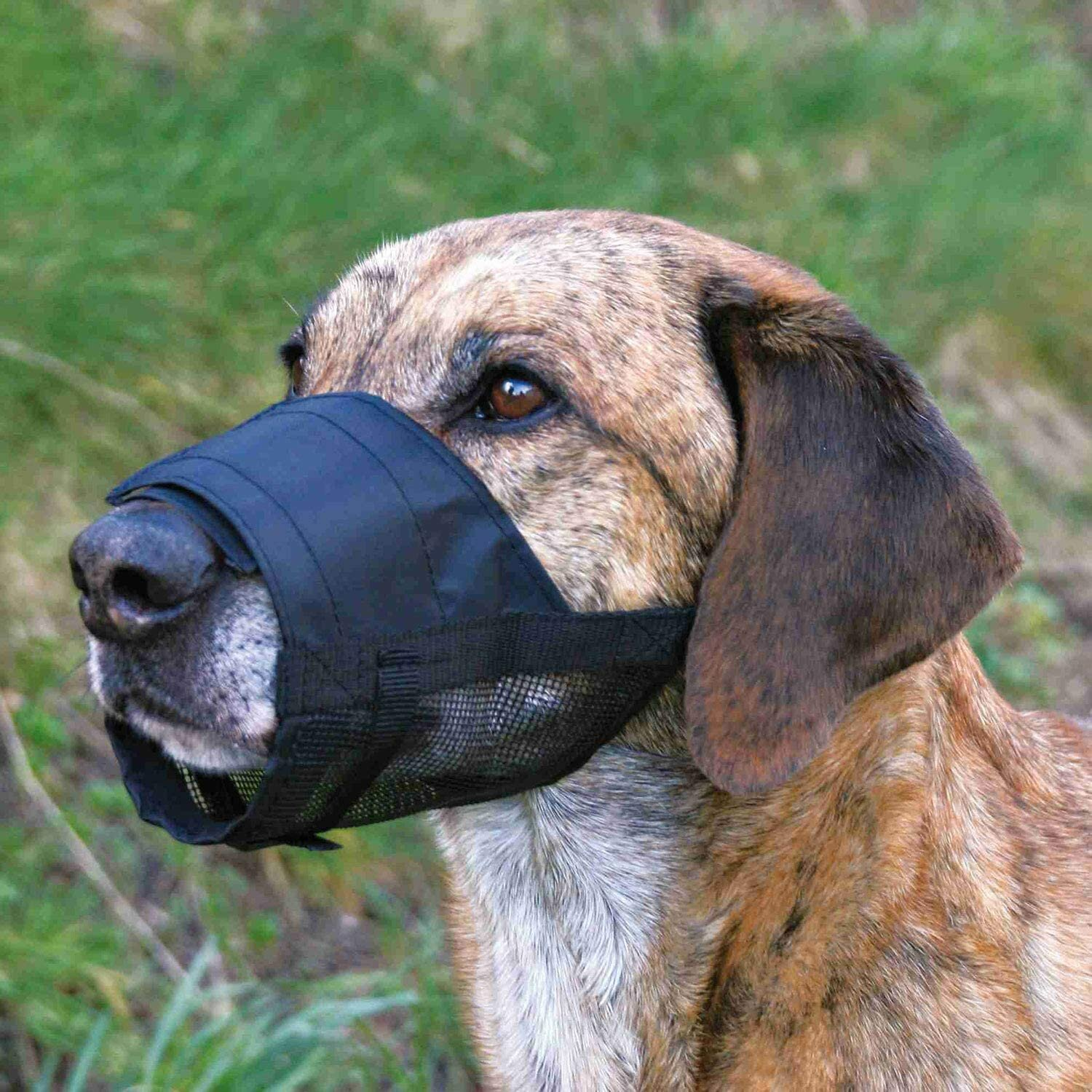 Hund mit schwarzem Maulkorb. Braun-weißes Fell, braunes Auge. Grüner Gras-Hintergrund.