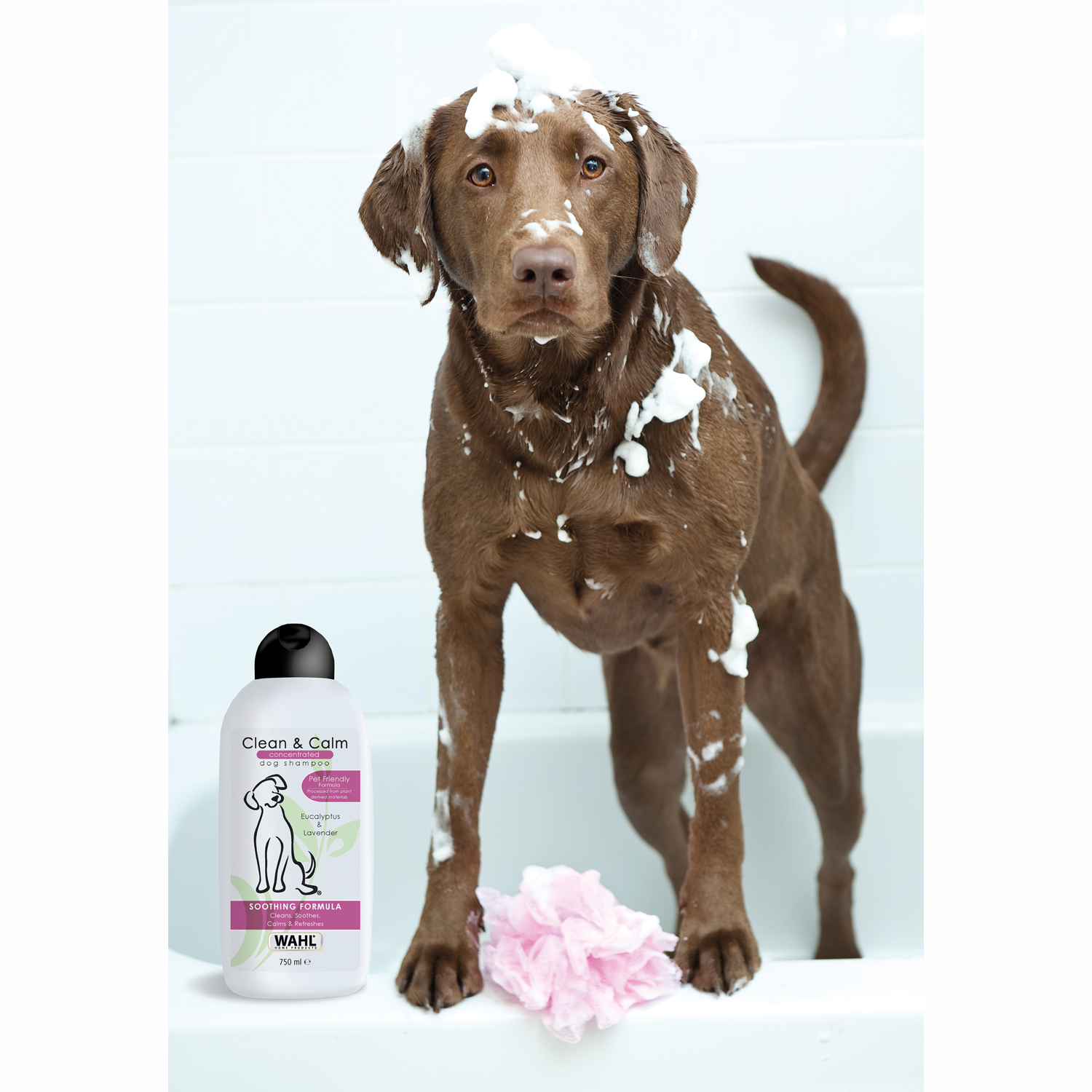 Brauner Hund in einer Badewanne, bedeckt mit Seife. Eine Flasche Hundeshampoo ist sichtbar.