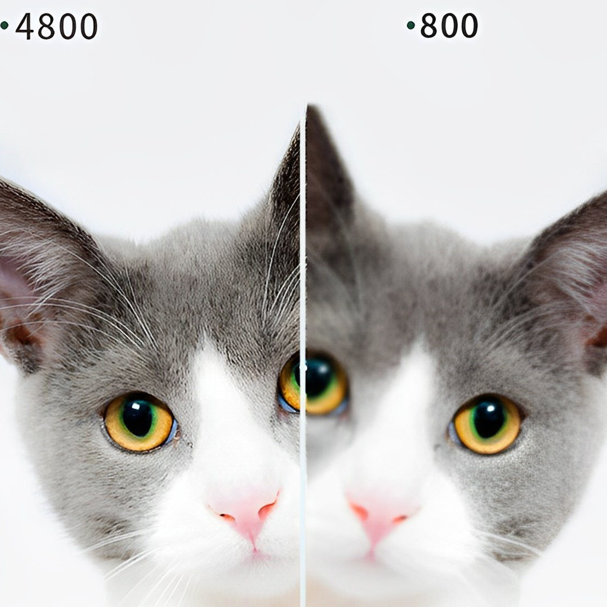 Dos mitades de la cara de un gato, gris y blanco. Los ojos tienen iris amarillos.