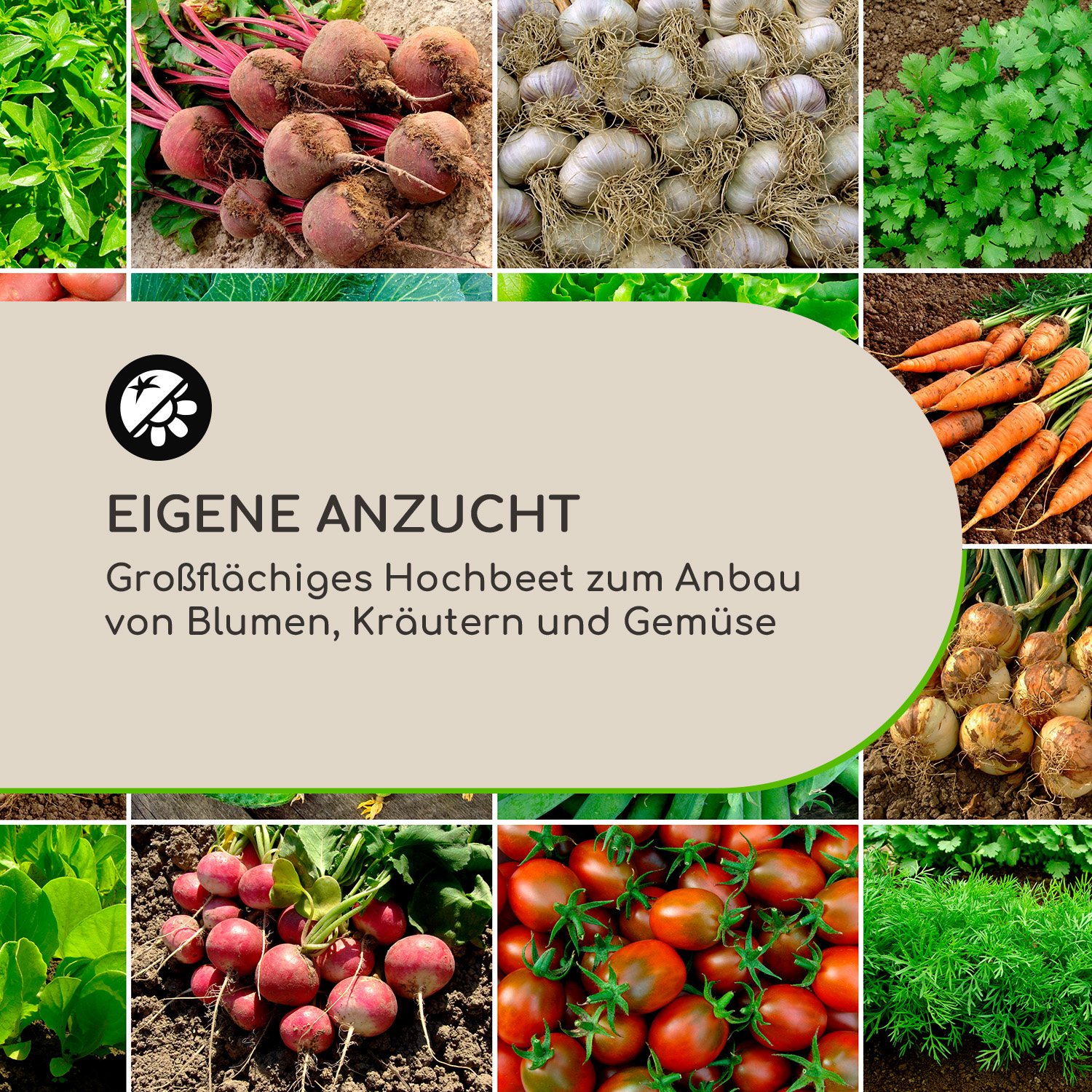 Gemüse in einer Collage. Beinhaltet Kräuter, Rüben, Knoblauch, Karotten, Zwiebeln.
