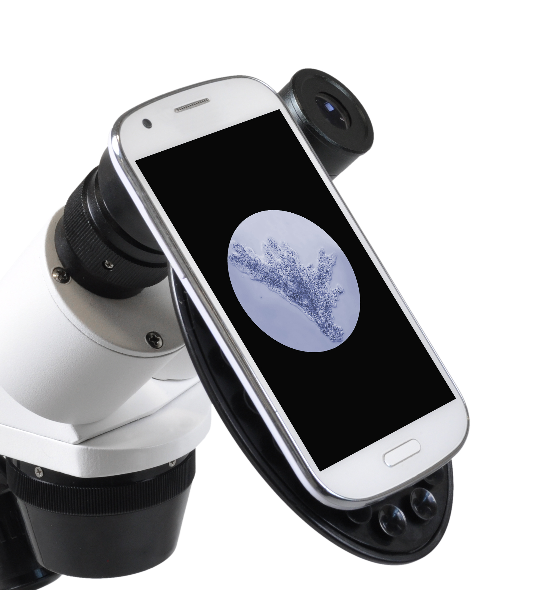Un smartphone conectado a un microscopio muestra una imagen ampliada de una estructura celular.