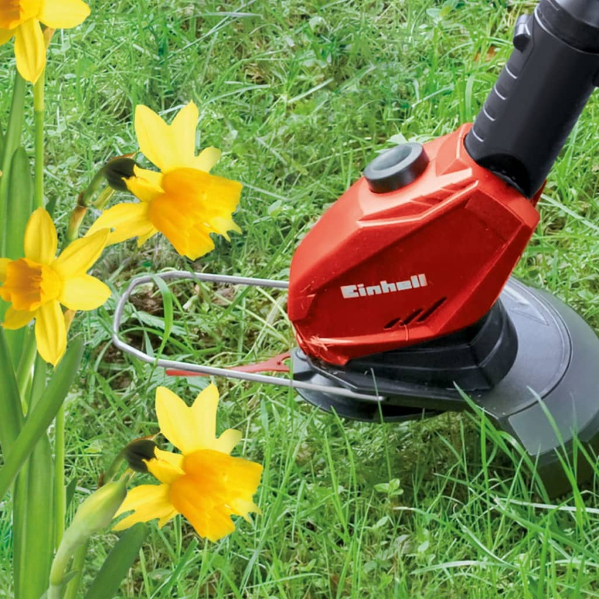 Una bordeadora roja cortando césped. Narcisos amarillos en primer plano.