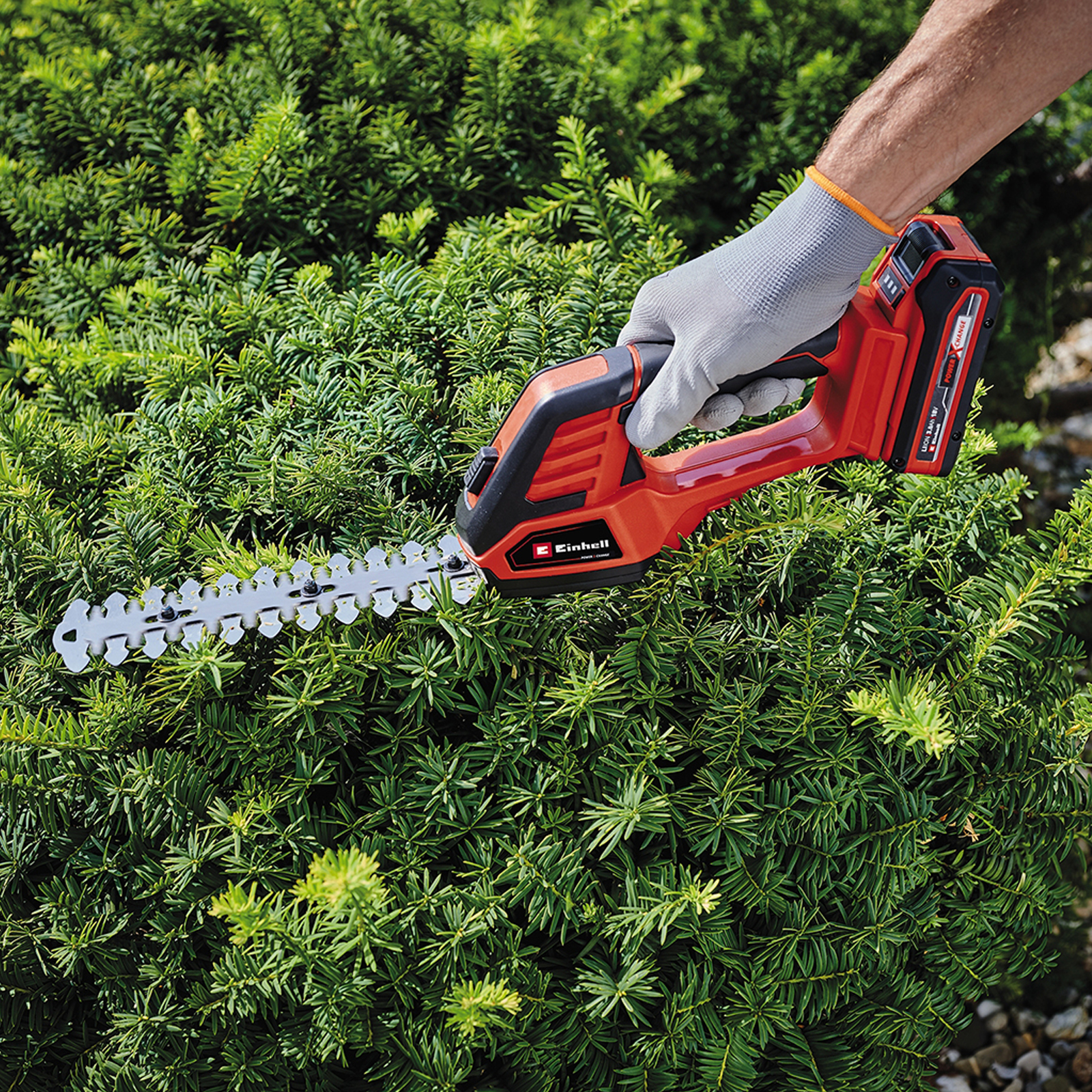 Osoba używająca czerwono-czarnej nożycy do żywopłotu na gęstym zielonym krzewie. Widoczna dłoń w szarej rękawicy.