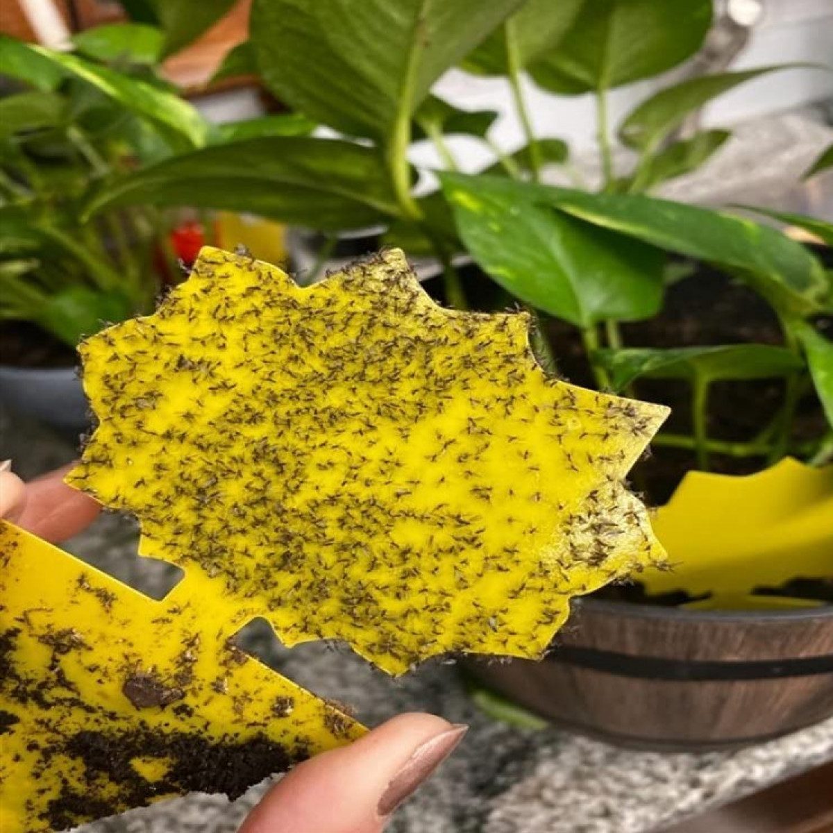Eine gelbe Klebefalle, bedeckt mit toten Mücken, in einem Raum mit Pflanzen.
