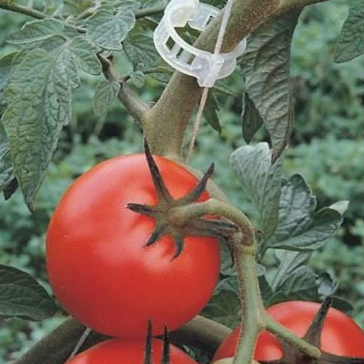 Eine reife rote Tomate an einer Ranke mit grünen Blättern und einem weißen Plastikclip, auf weißem Hintergrund.
