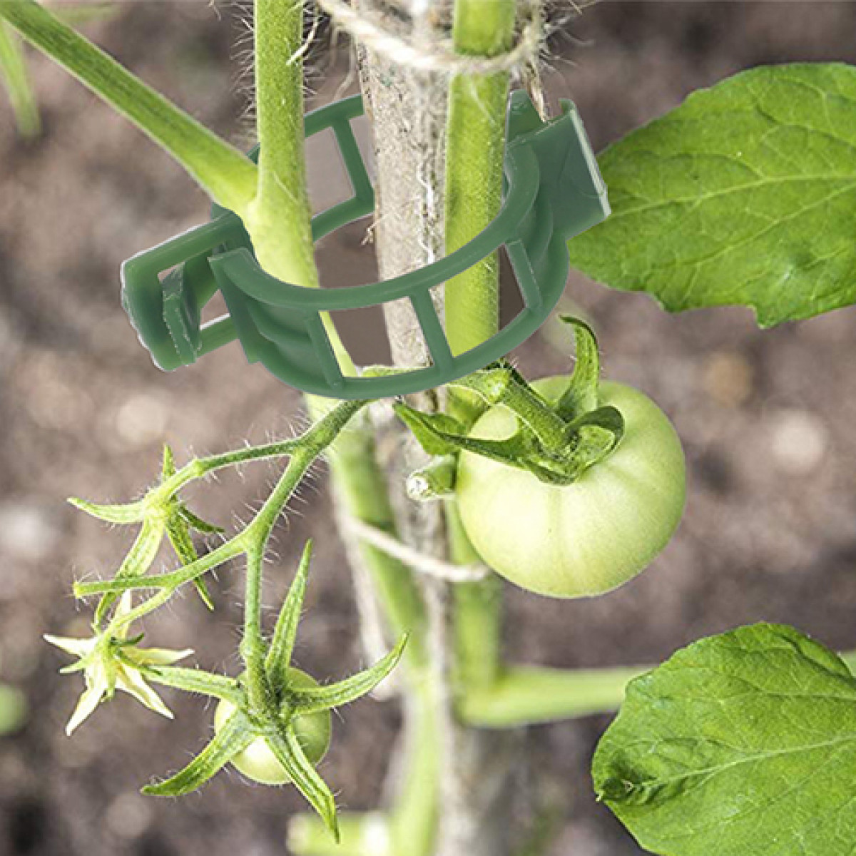 Grüner Pflanzenclip sichert Tomatenpflanze an Pfahl, grüne Tomate.