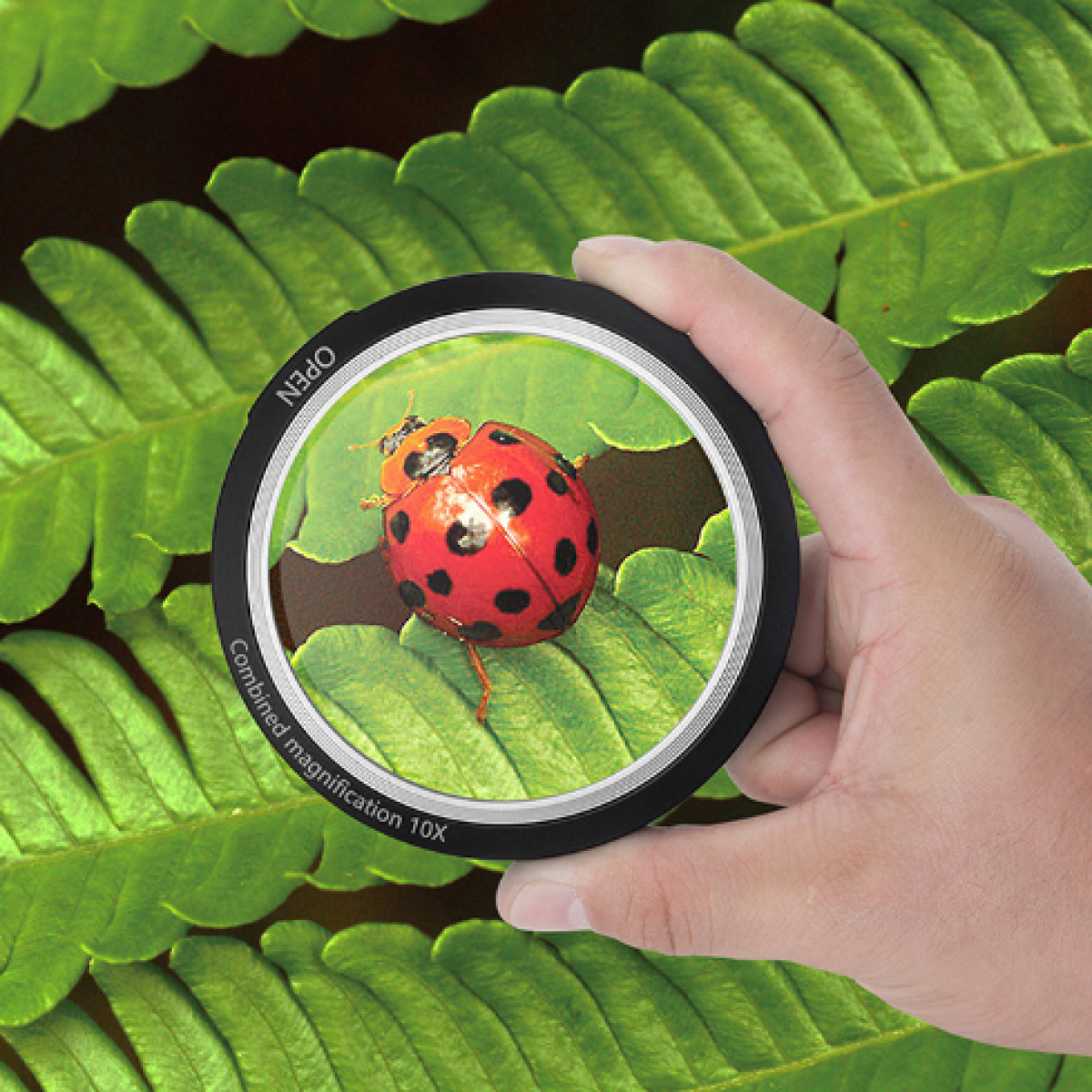 Ręka trzymająca soczewkę nad biedronką na zielonym liściu.