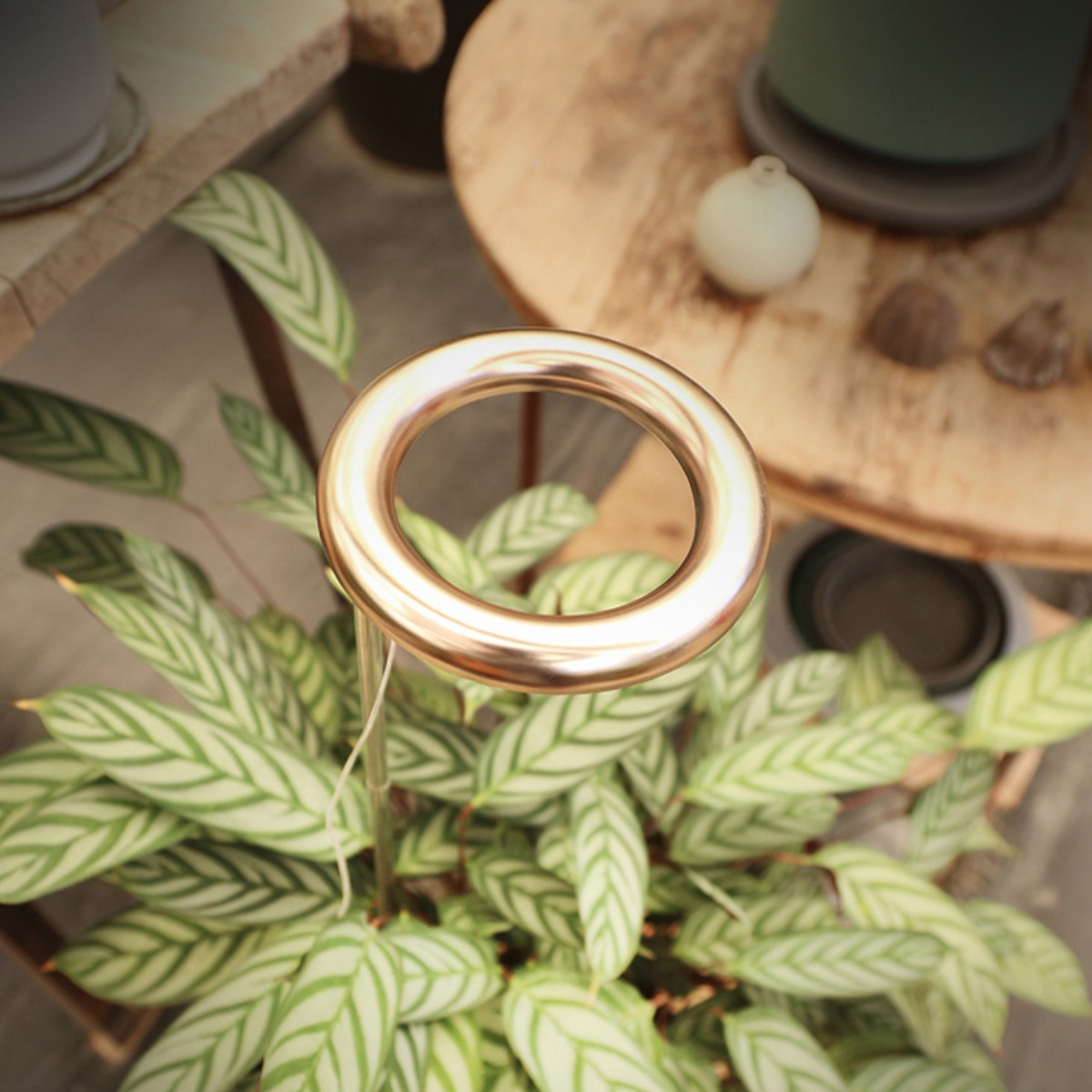 Luz de anillo dorado sobre una planta, con una mesa de madera y otras plantas en el fondo.