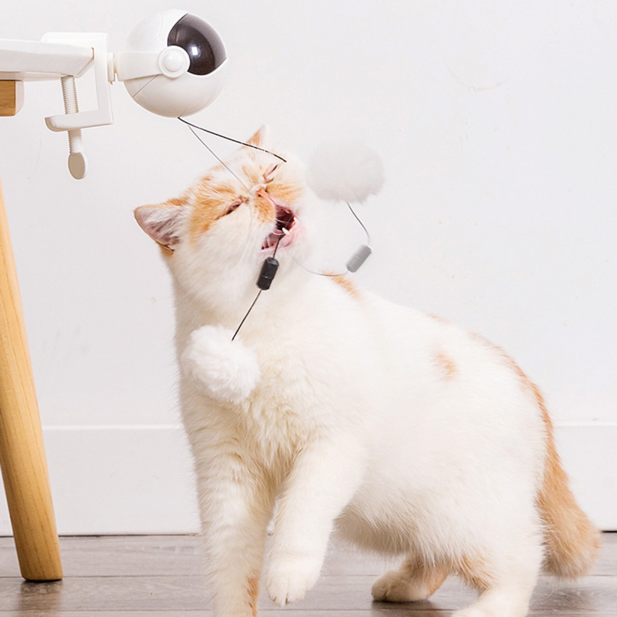 Eine Katze spielt mit einem Spielzeug. Das Spielzeug ist an einer Klemme befestigt. Die Katze ist weiß und orange.