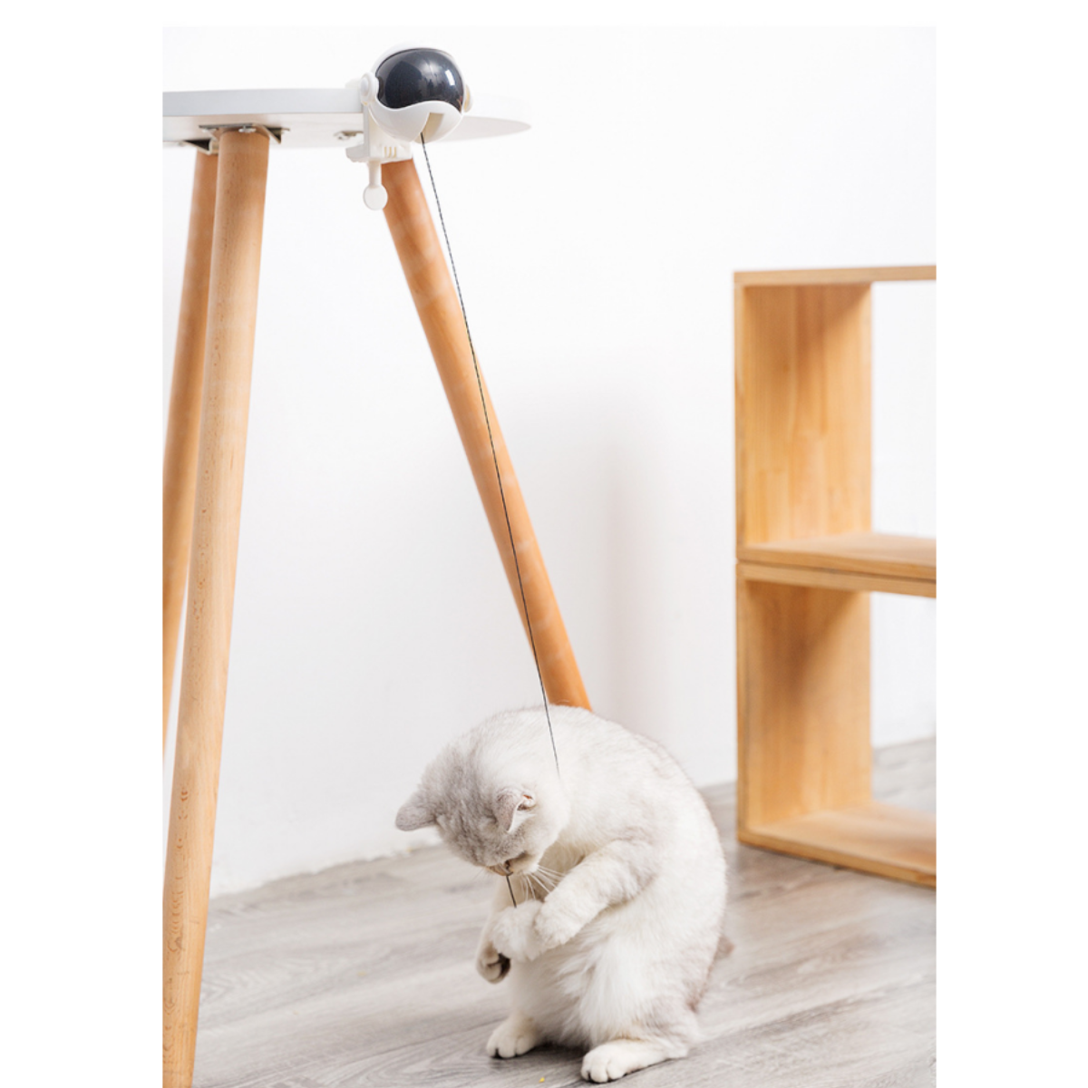 Eine graue Katze spielt mit einem Spielzeug, das an einem weißen Tischbein befestigt ist. Holzregale im Hintergrund.