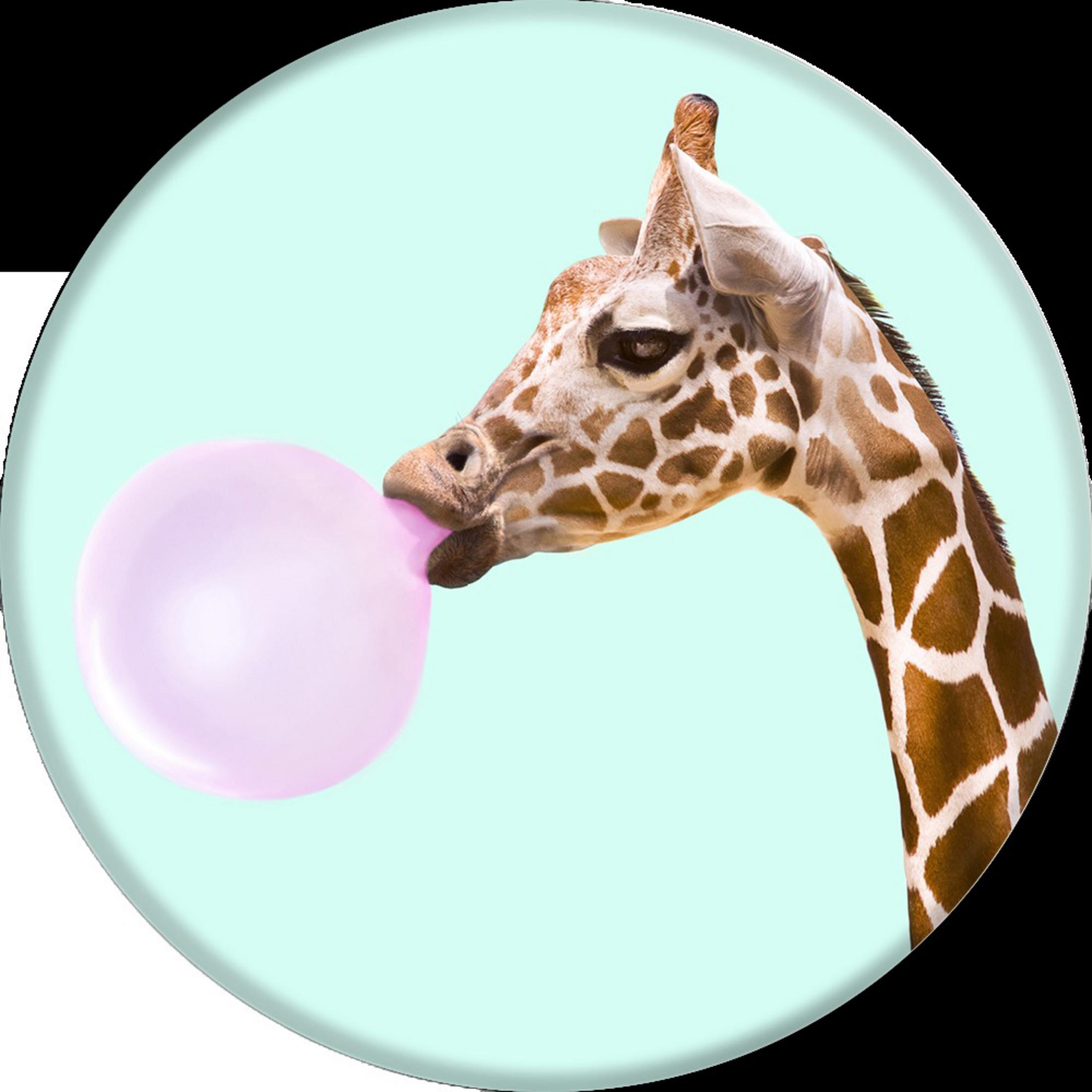 Giraffe bläst eine rosa Kaugummiblase, auf hellblauem Hintergrund.