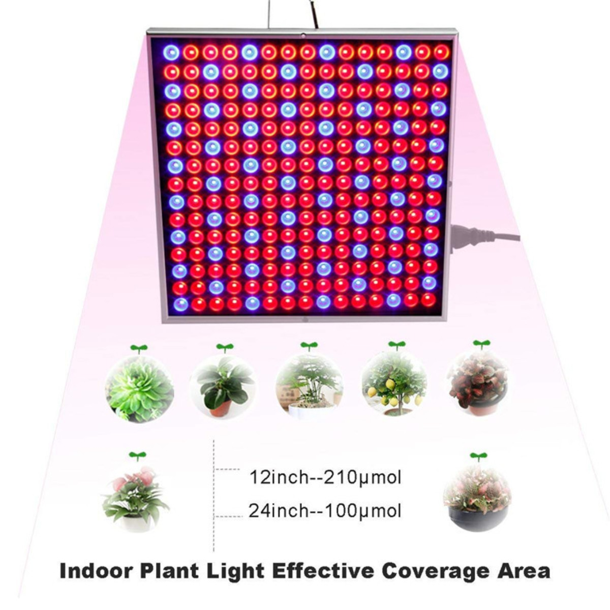 Quadratische LED-Pflanzenlampe mit roten und blauen Lichtern. Kleine Pflanzen darunter.