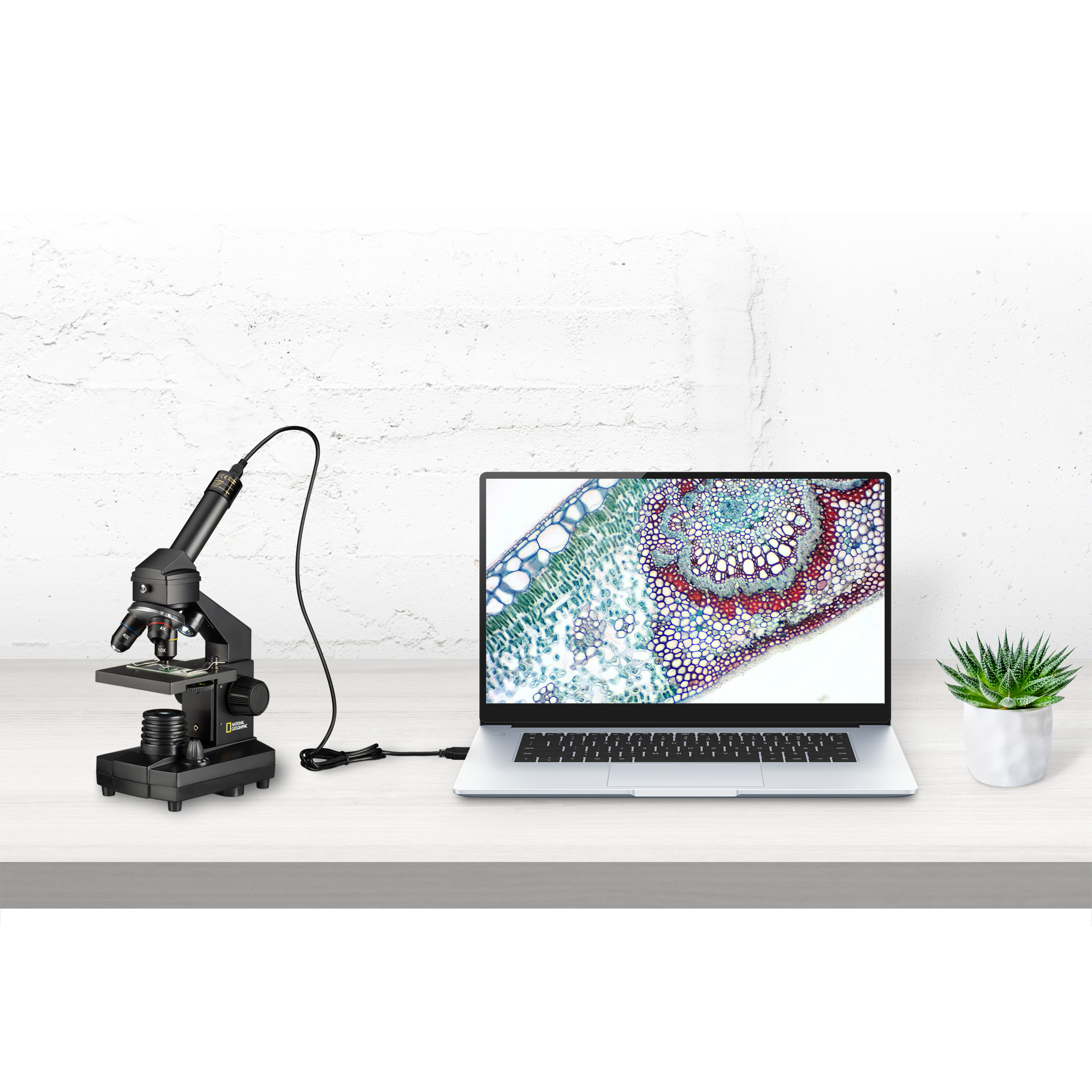 Ein Mikroskop ist mit einem Laptop verbunden, der ein Pflanzenzellbild auf dem Bildschirm zeigt.