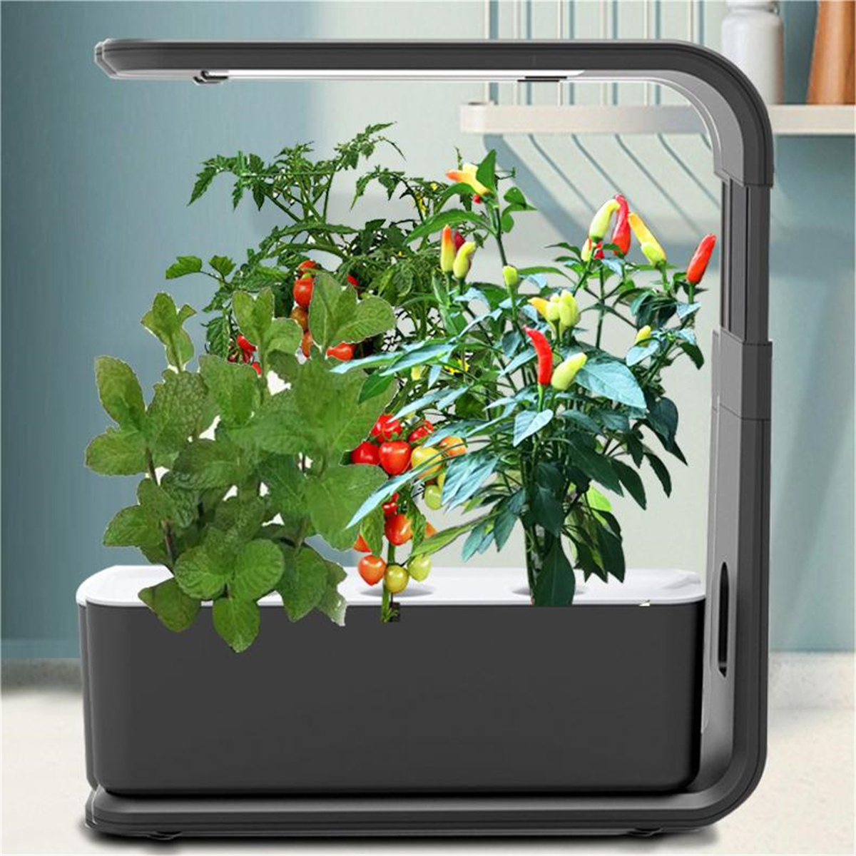 Indoor-Garten mit grünen und roten Pflanzen. Er hat eine dunkelgraue Basis und einen hellen, gebogenen Rahmen.