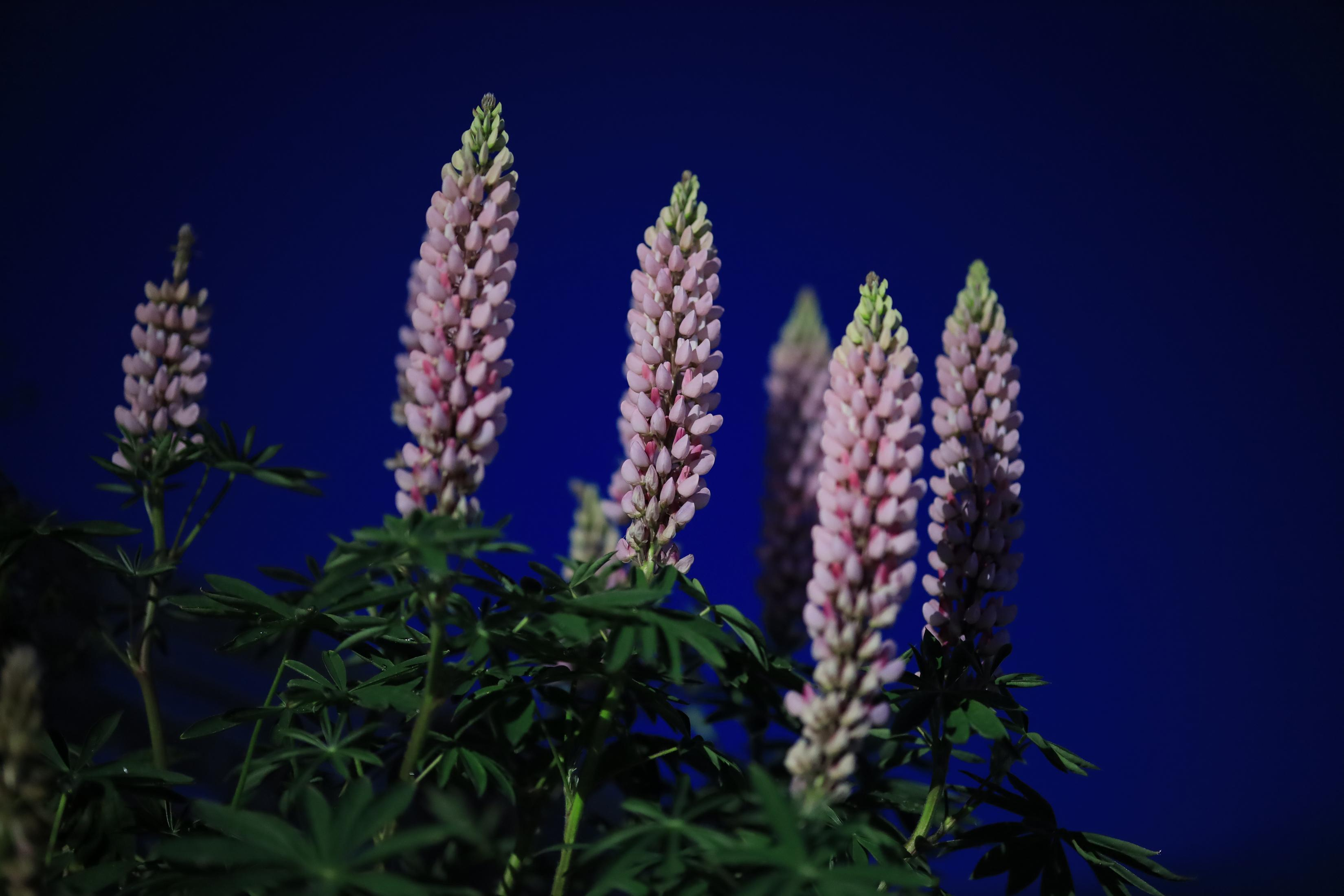 Alti fiori di lupino rosa contro uno sfondo blu intenso.