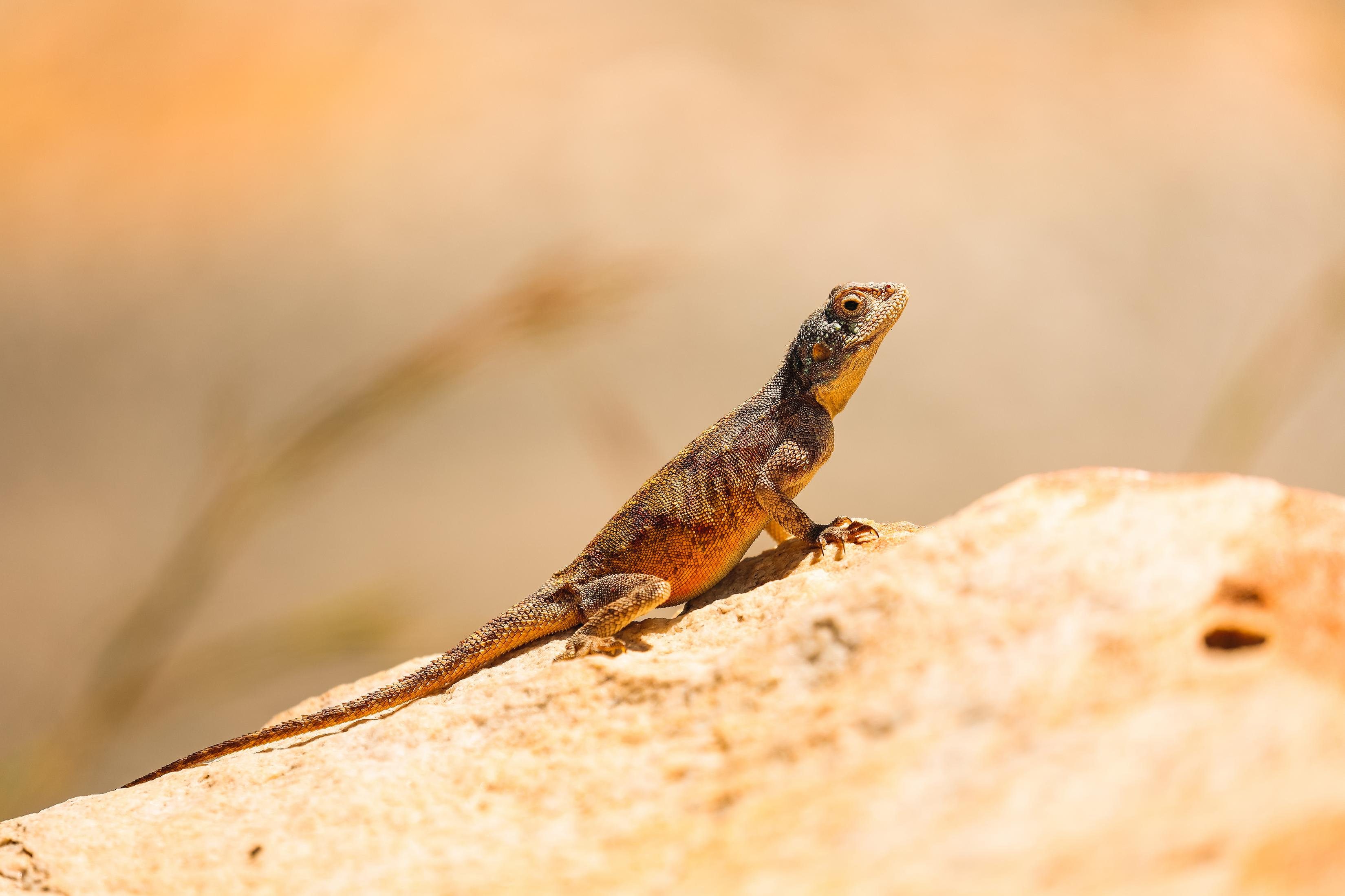 Jaszczurka na skale, w świetle słonecznym. Tło jest rozmyte, w ciepłych tonacjach.