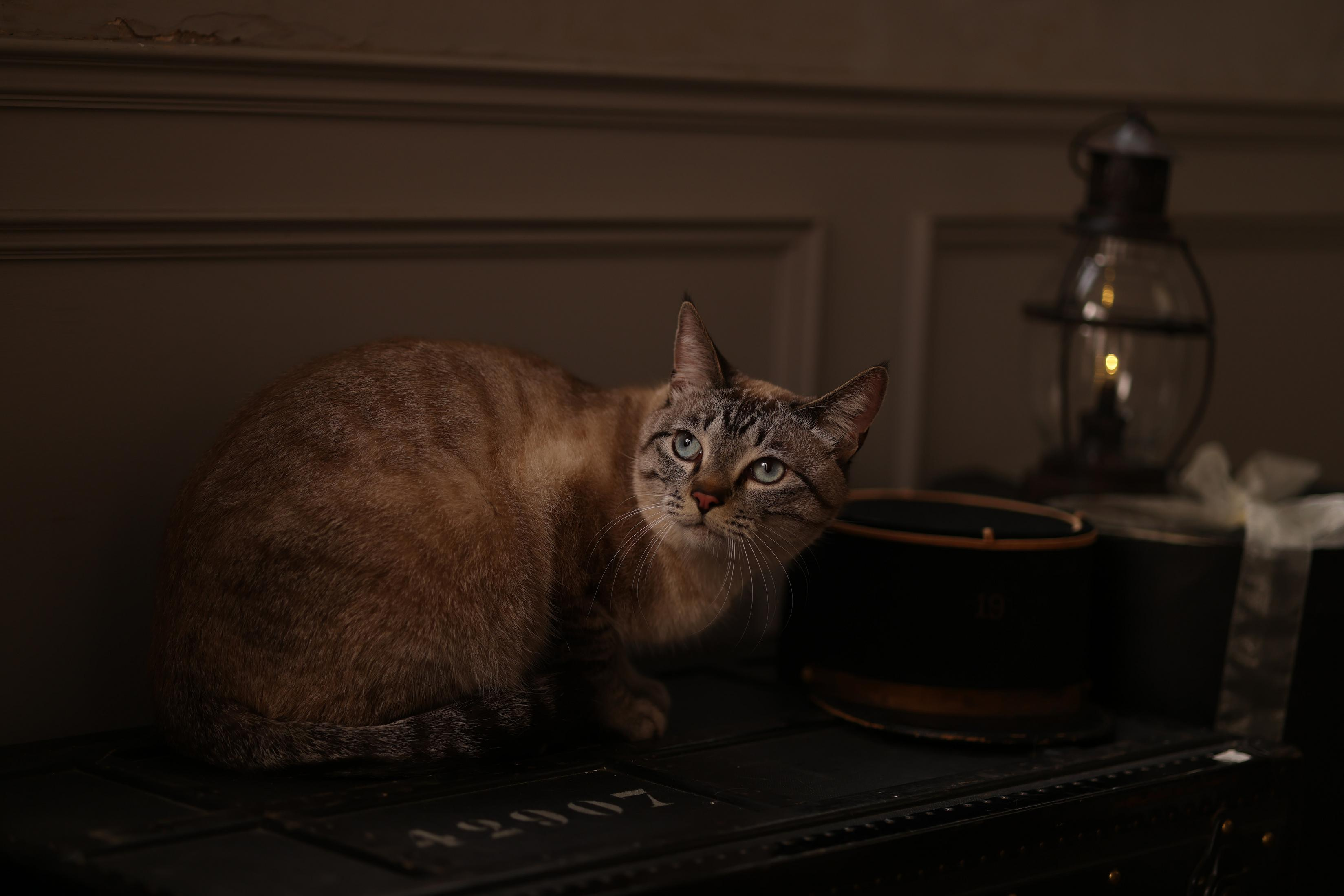 A brown cat sits on a dark surface, with a lantern and hat box in the background.