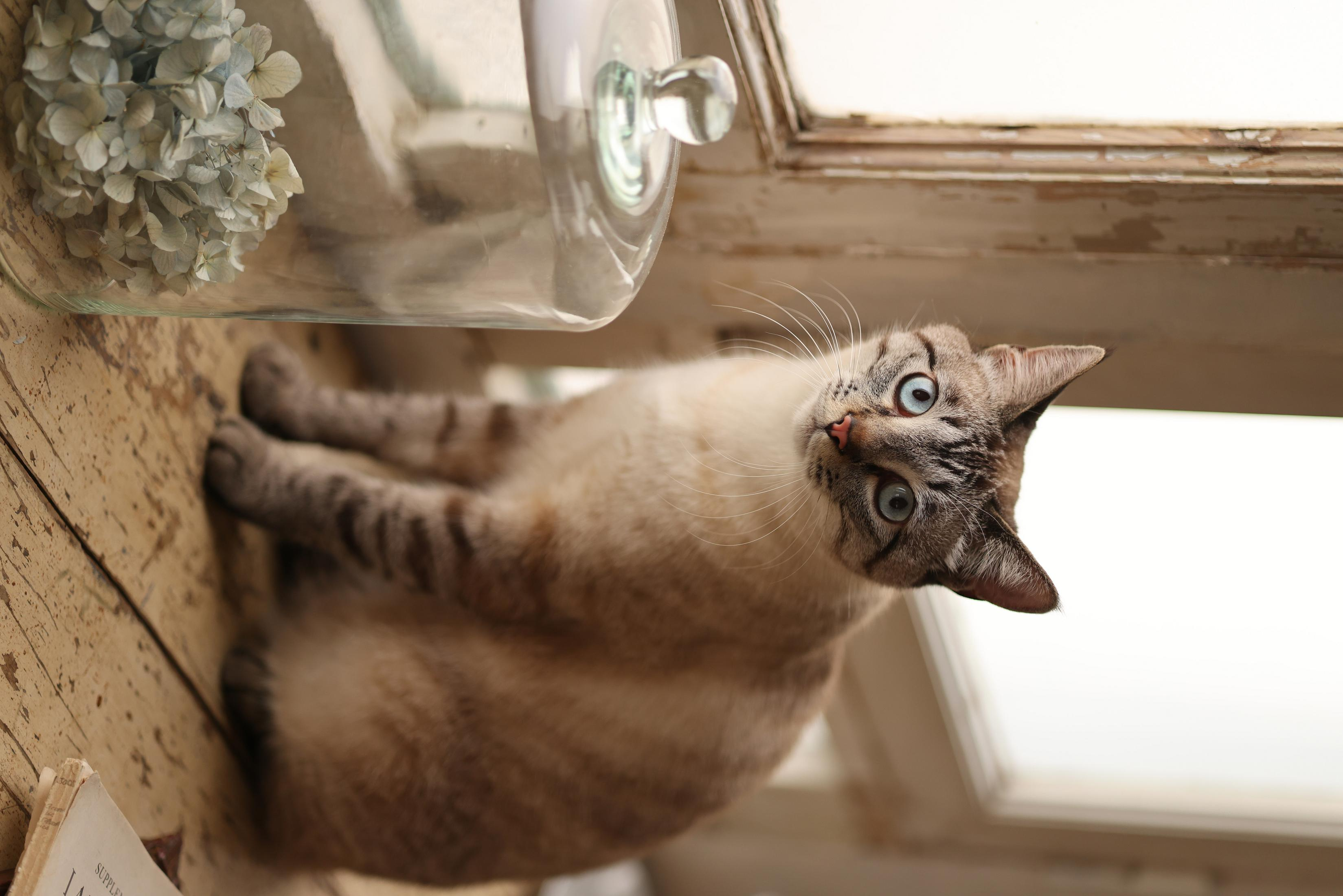 A cat looking up, with blue eyes and a striped pattern. A glass jar and dried flowers are behind it.
