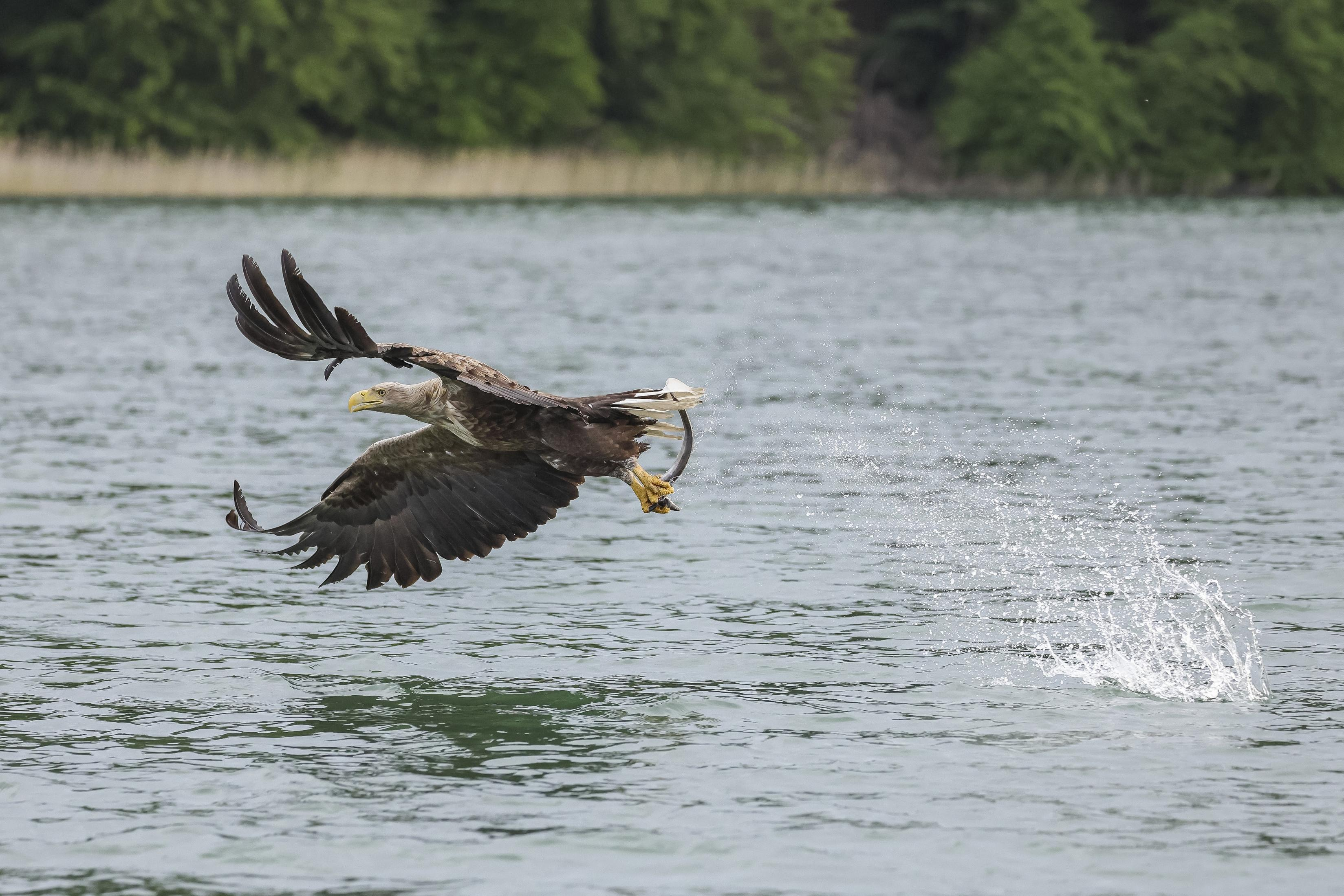 An eagle flies low over water, grasping a fish. Water sprays out from the fish.