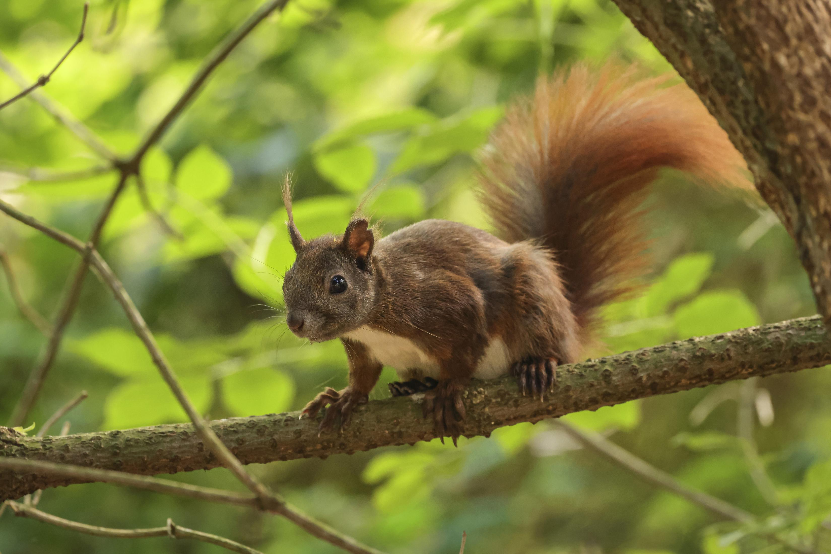 A brown squirrel on a tree branch, with green leaves blurred in the background.