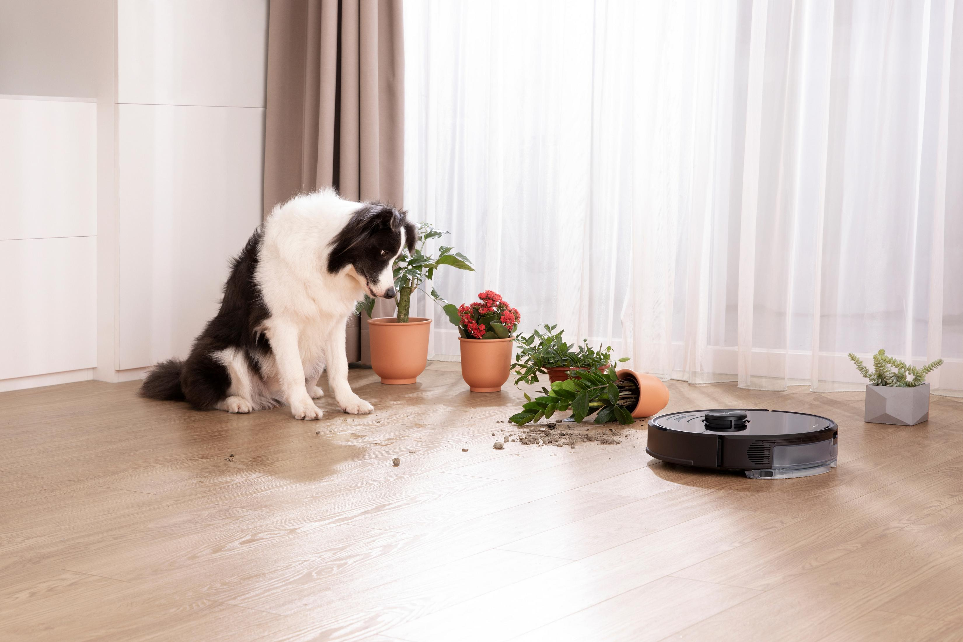 Ein Hund betrachtet ein Chaos auf dem Boden, einen Roboterstaubsauger, verschüttete Erde und Pflanzen.