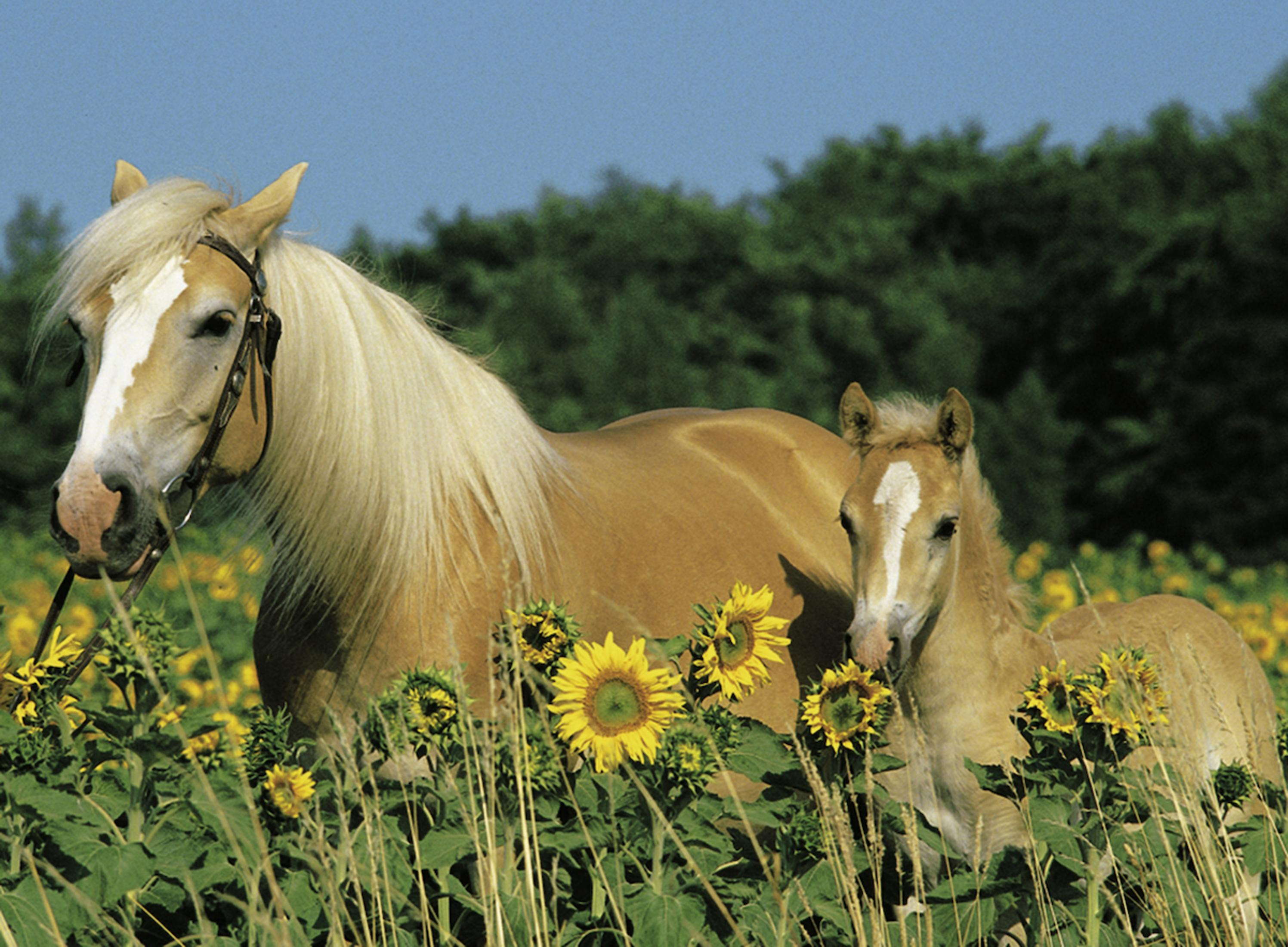 Dwa konie na polu słoneczników. Tło to zielone pole.