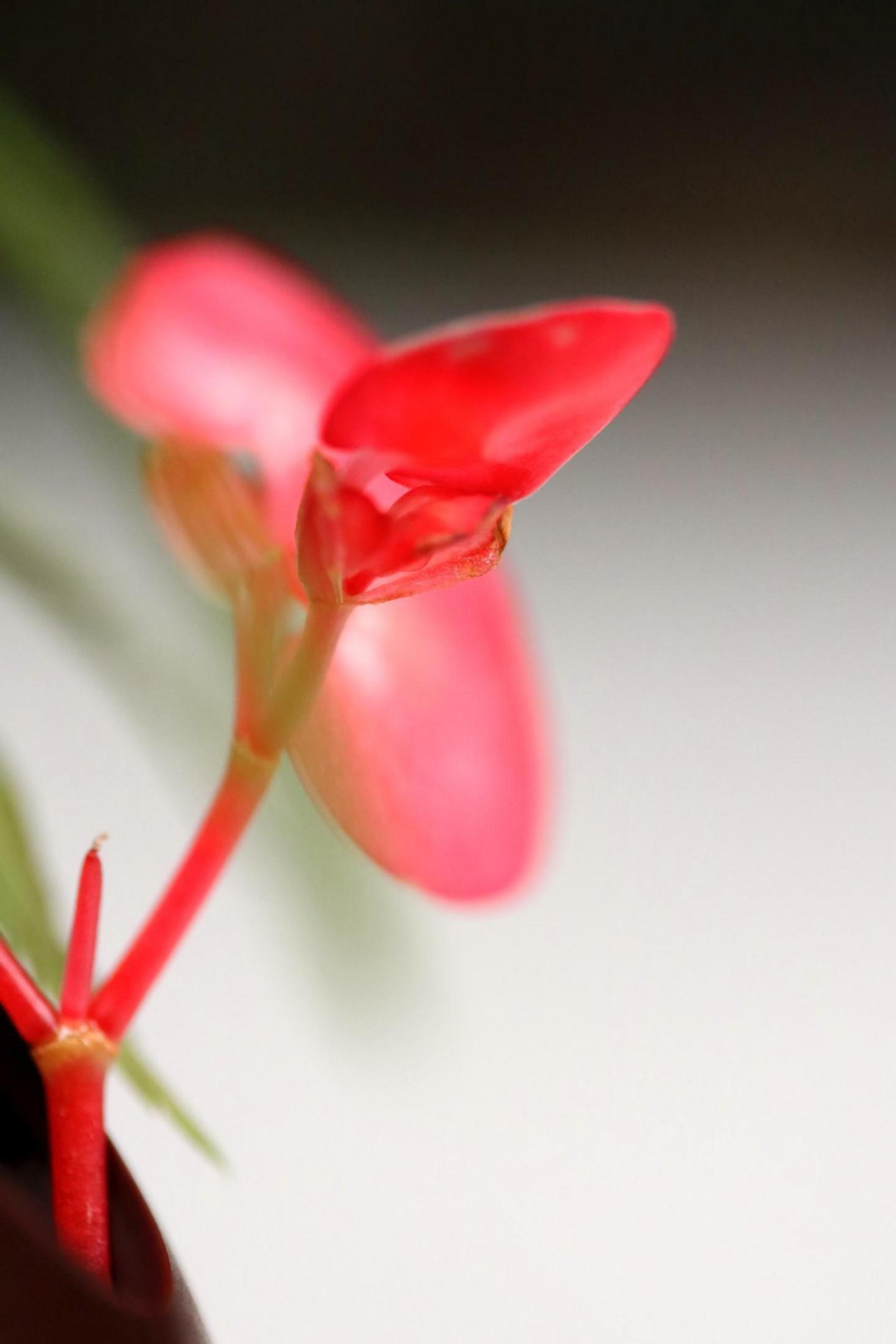 Primo piano di un fiore rosso con stelo verde su sfondo bianco sfocato.