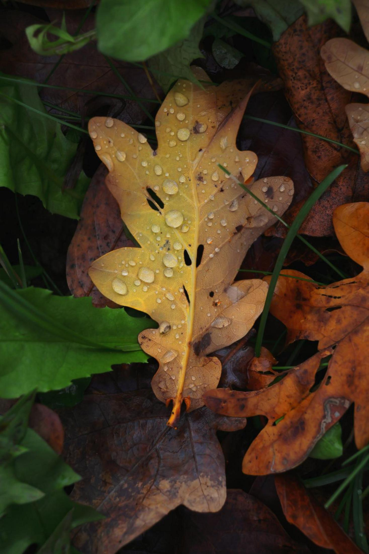 Jesienne liście z kroplami deszczu. Żółty liść w centrum, otoczony brązowymi i zielonymi liśćmi.