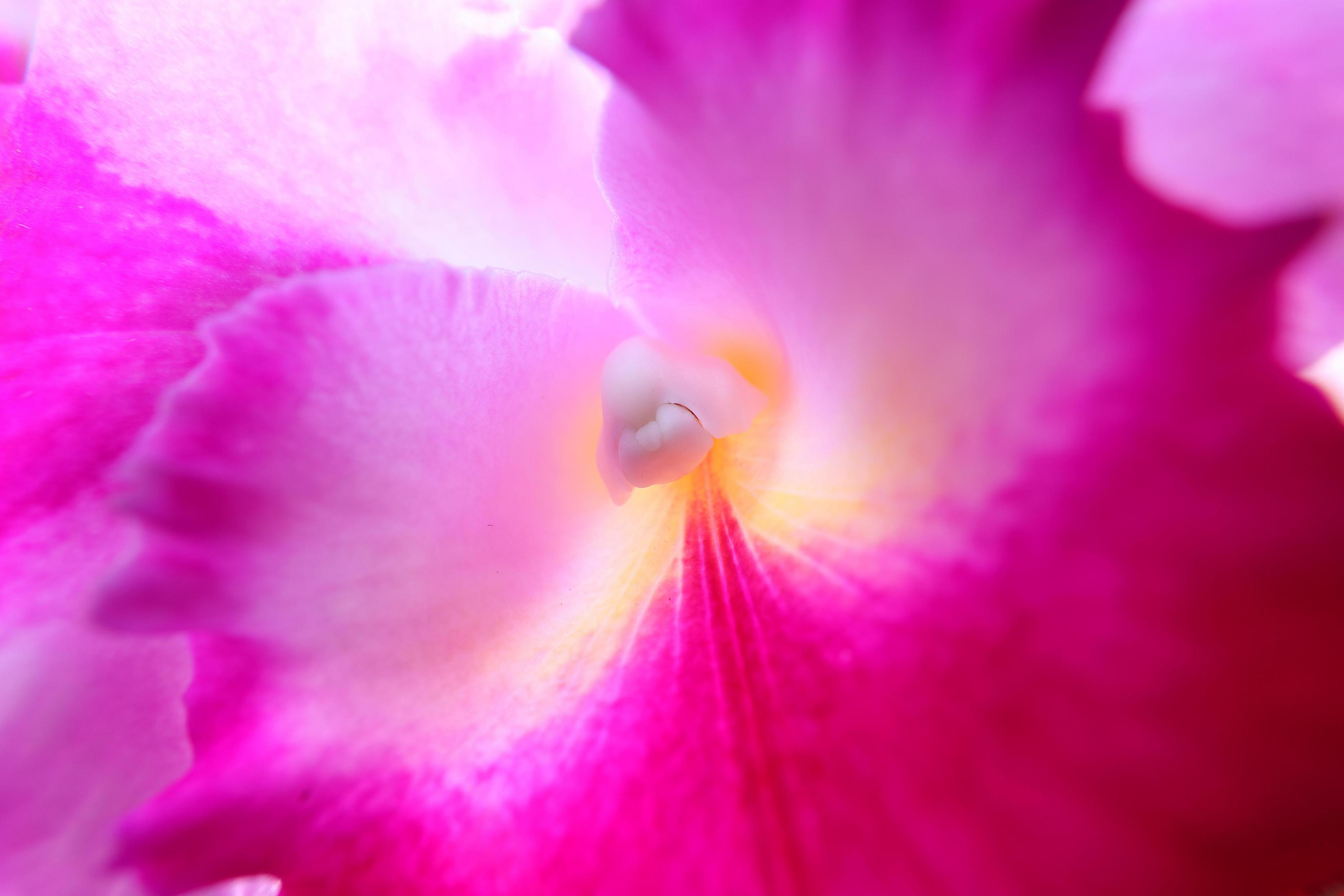 Close-up van een roze bloem met witte randen en geel centrum, met details.