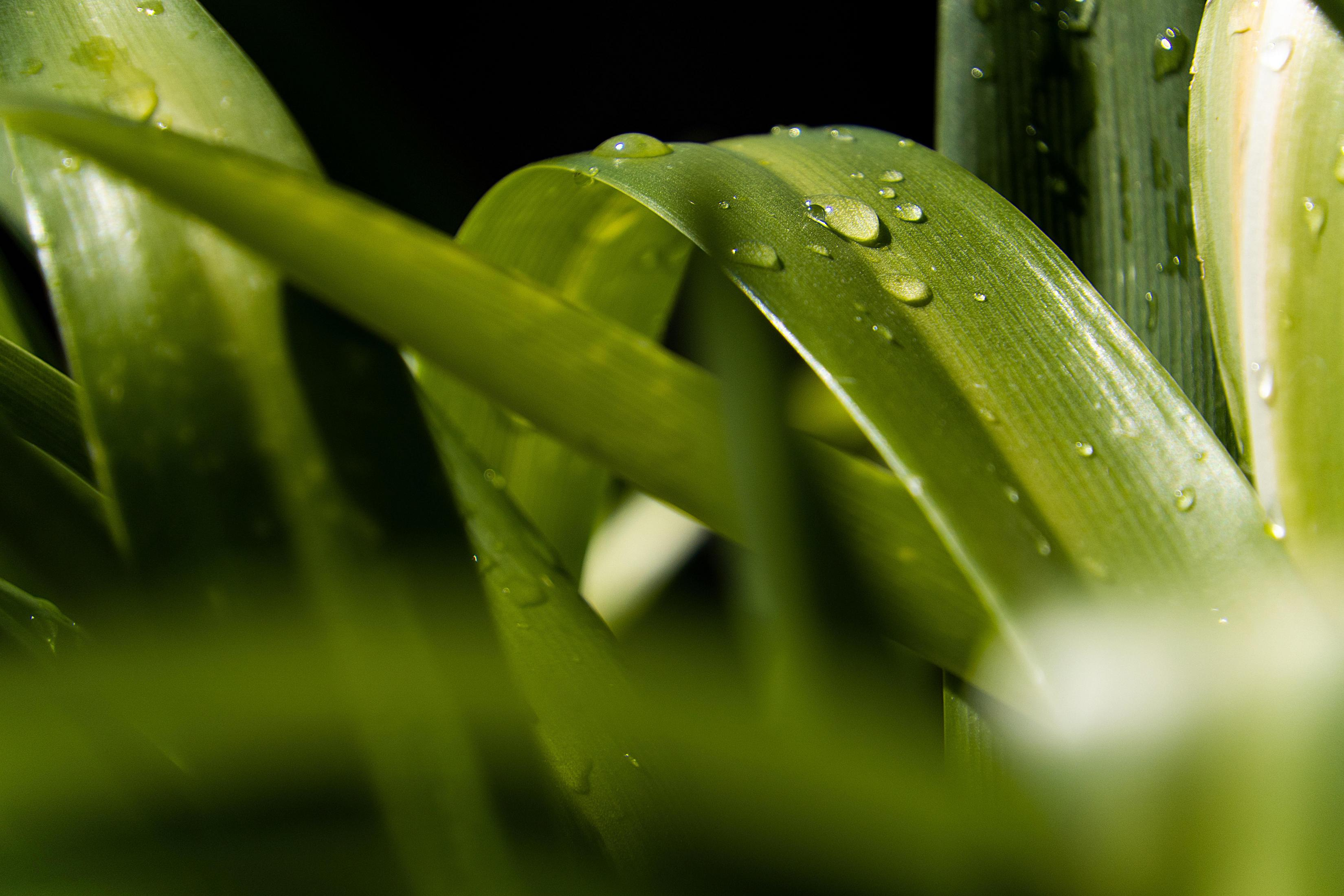 Zbliżenie zielonych liści z kroplami wody, rozmyty pierwszy plan i ciemne tło.