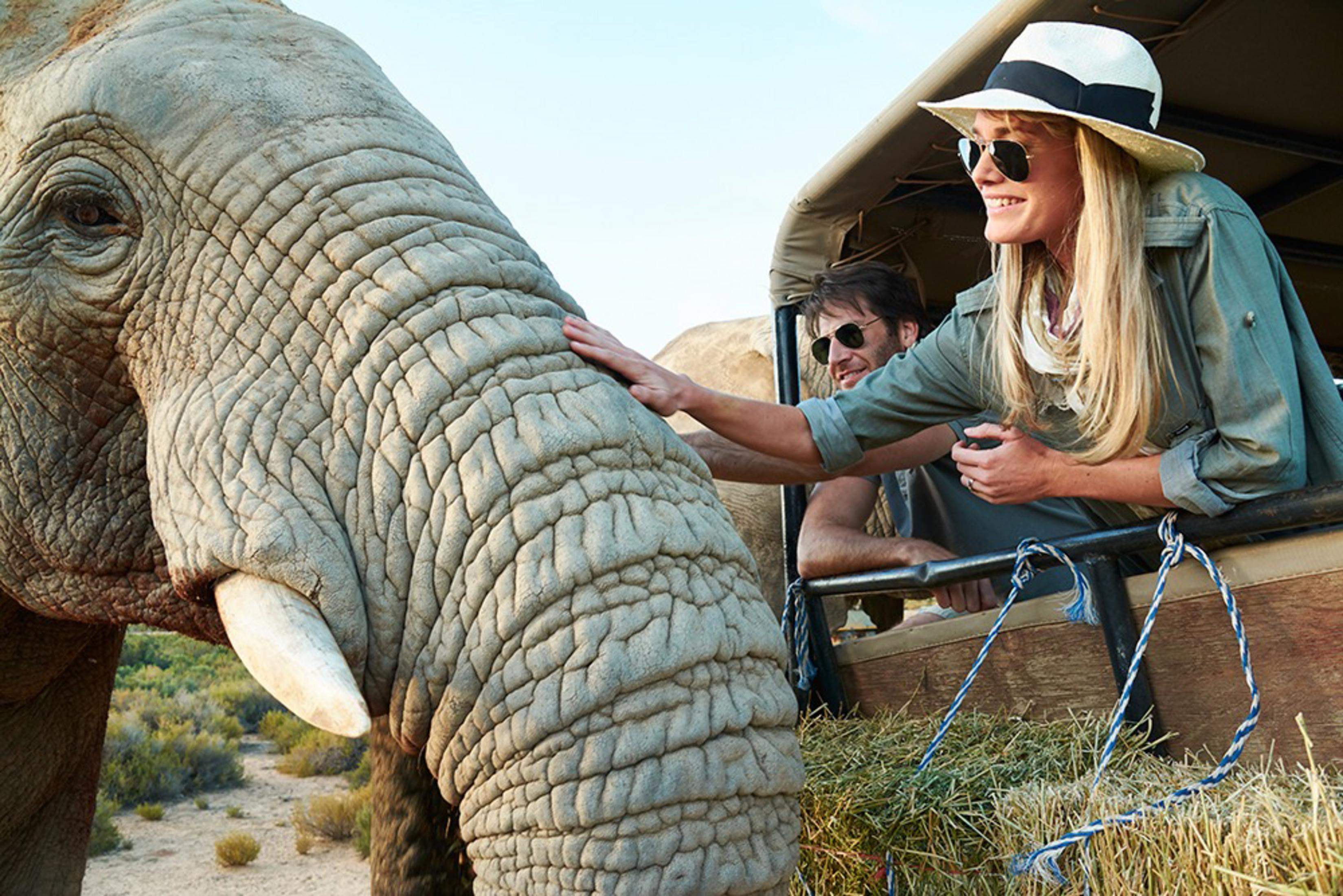 Menschen in einem Safarifahrzeug berühren den Rüssel eines Elefanten.
