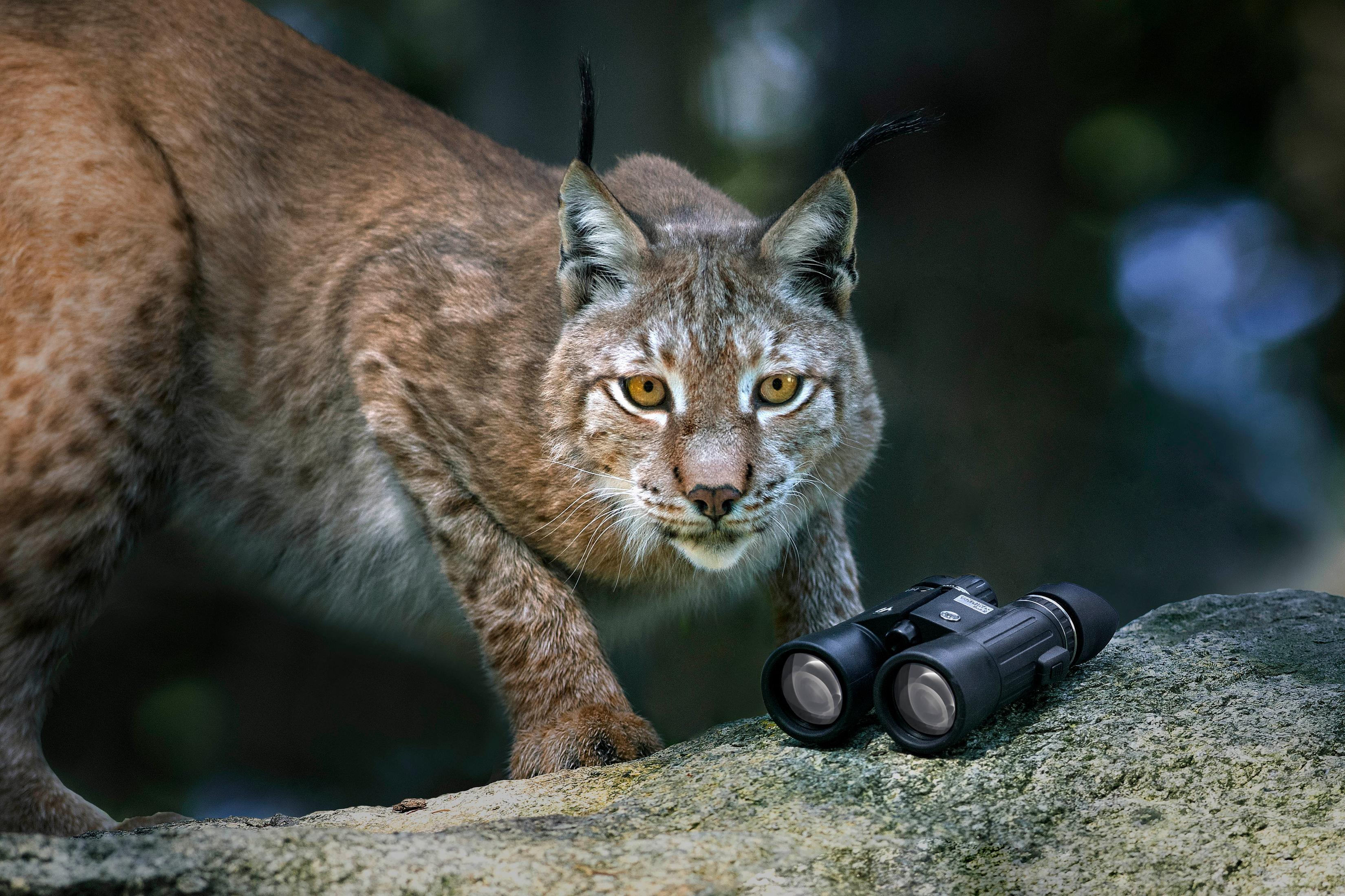 Ein Luchs mit gelben Augen, der den Betrachter ansieht, und ein Fernglas auf einem Felsen.