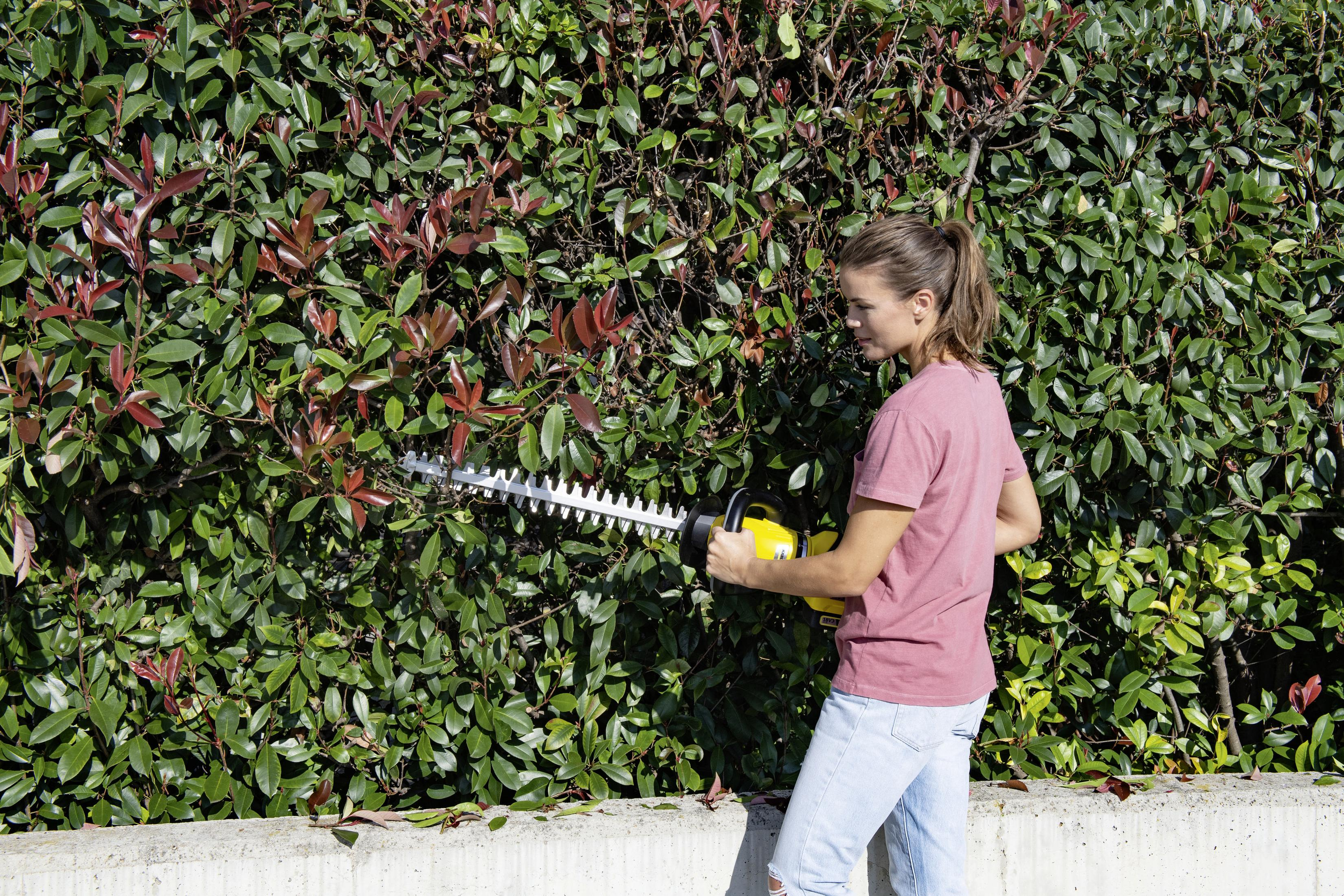 Kobieta przycina żywopłot elektrycznymi nożycami do żywopłotu. Obecne są zielone liście i czerwone końcówki liści.
