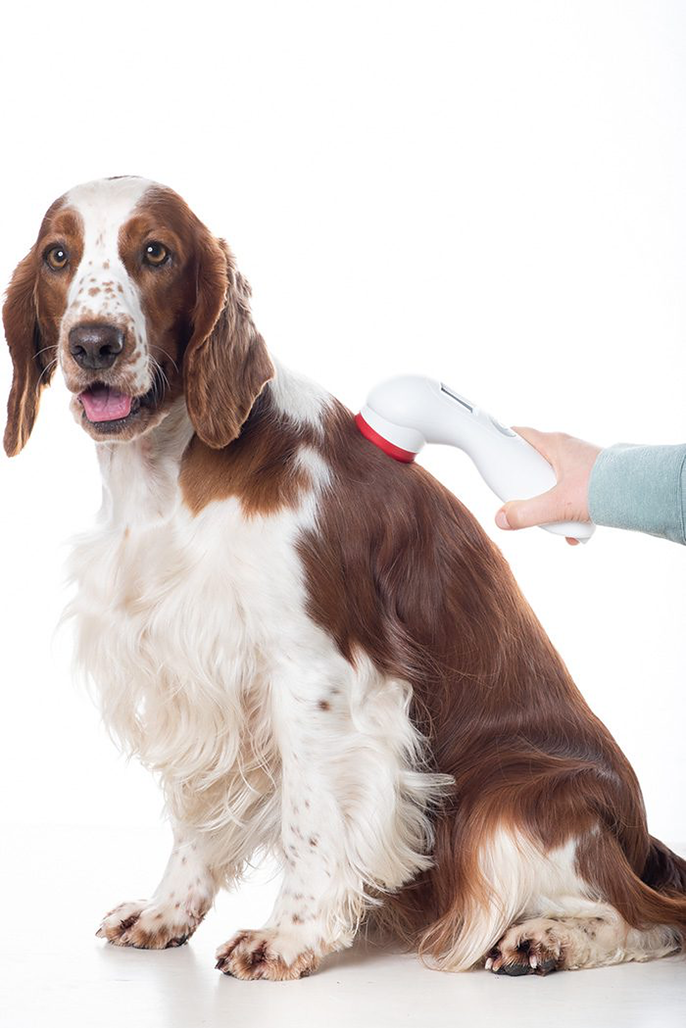 Eine Person pflegt einen Hund mit einem Handpflegewerkzeug. Der Hund ist weiß und braun.
