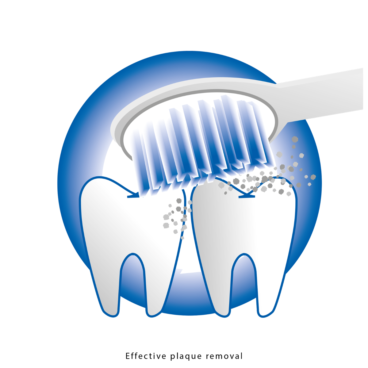 Ilustracja zębów czyszczonych szczoteczką do zębów.