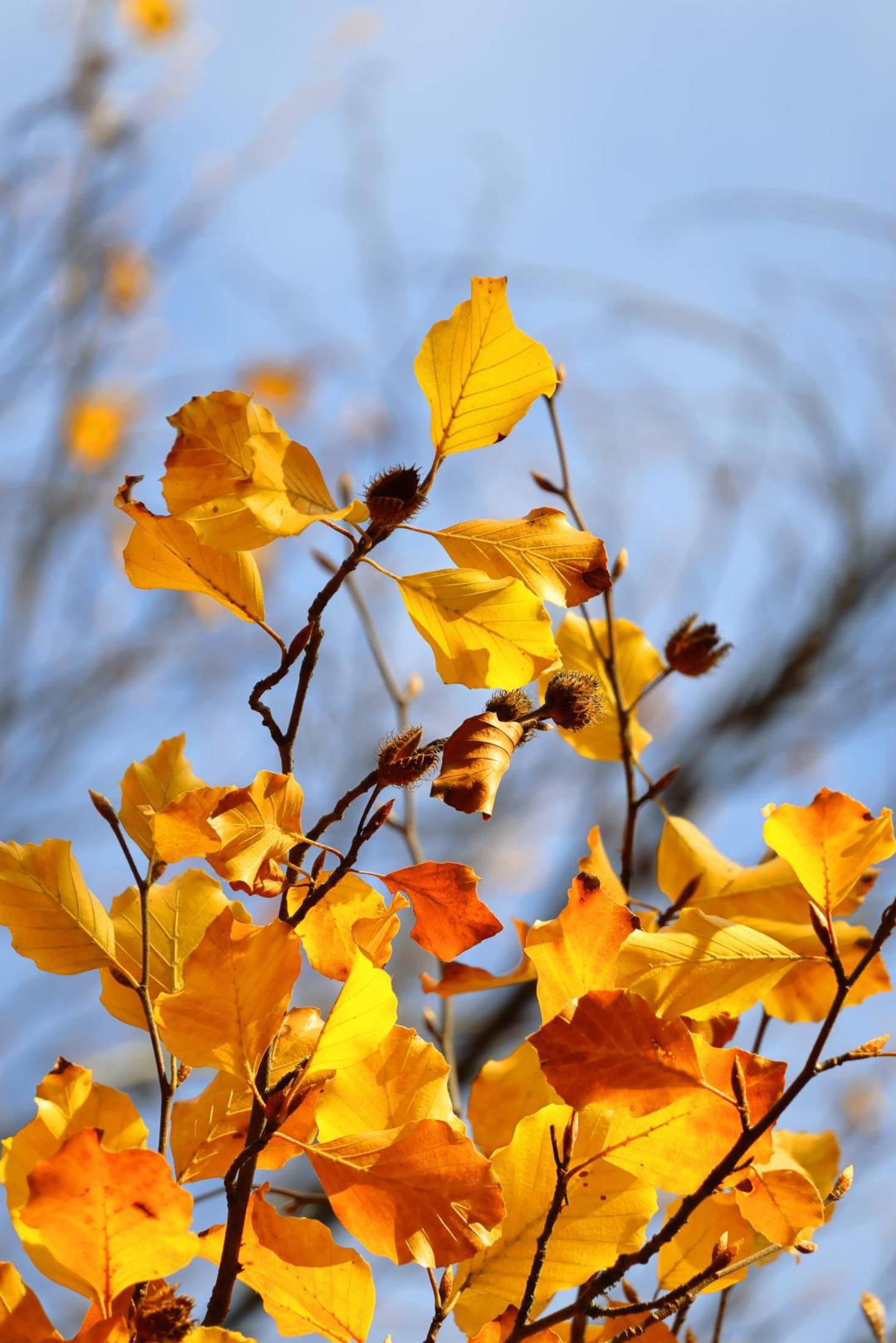 Żółte i pomarańczowe liście na gałęziach na tle rozmytego błękitnego nieba.