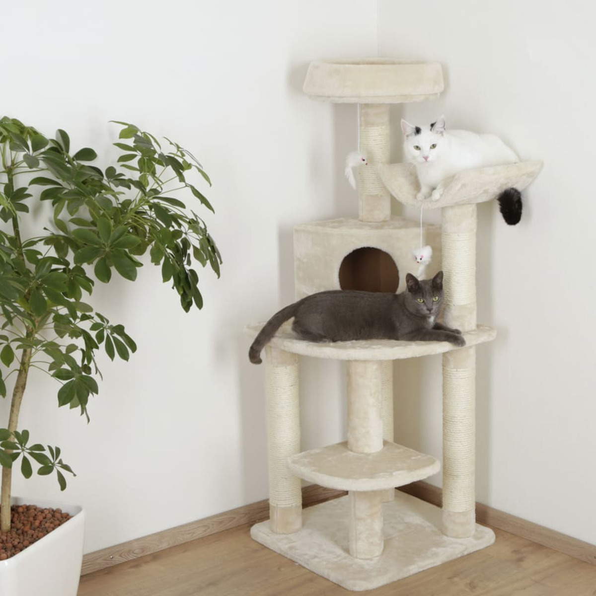 Zwei Katzen auf einem beigen Kratzbaum, mit einer Pflanze links und Holzboden.