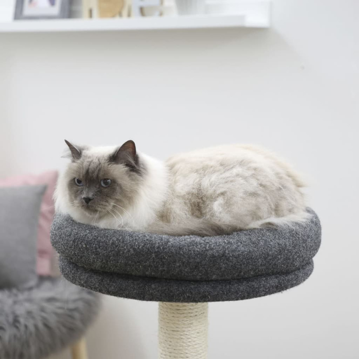 Eine flauschige Katze ruht auf einem grauen Katzenbett. Weiße Wände im Hintergrund.