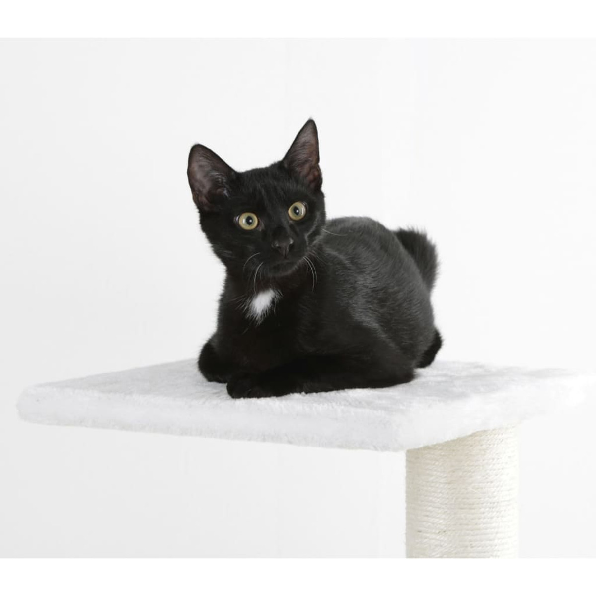 Schwarze Katze auf weißer Plattform, blickt in die Kamera.