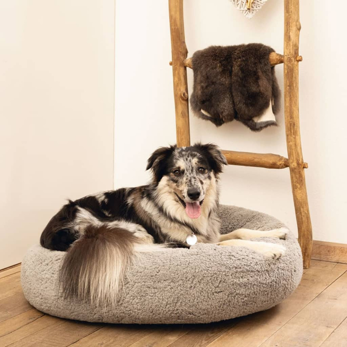 Hund in einem grauen Bett, neben einer Holzleiter und einer Felldecke. Der Hund blickt in die Kamera.