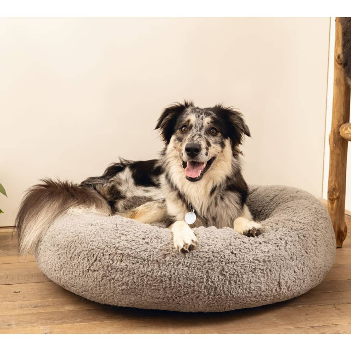 Hund in einem grauen, runden Bett, der in die Kamera schaut.