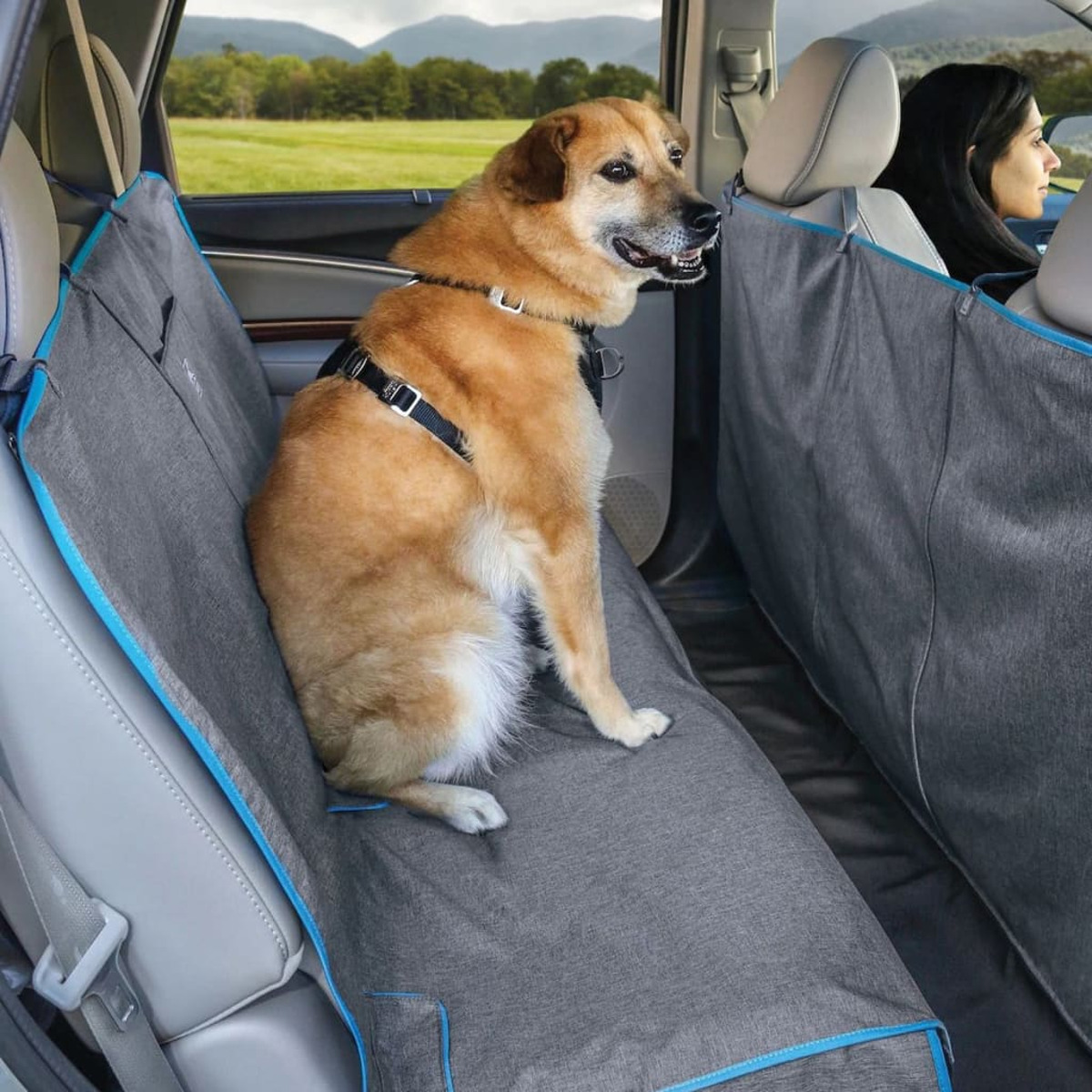 Hund im Auto. Der Hund ist hellbraun mit einem schwarzen Geschirr. Frau fährt im Hintergrund.