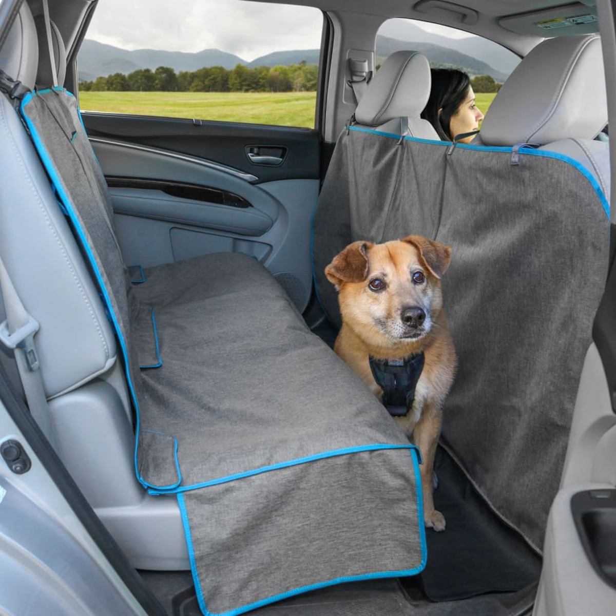 Ein Hund im Auto, mit Geschirr gesichert, mit Sitzbezügen.